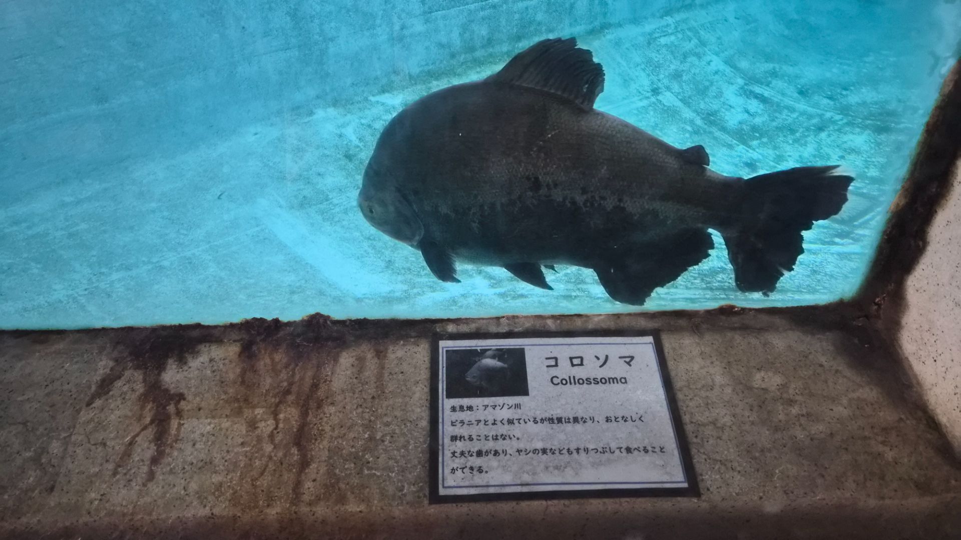 Ryby v termálních lázních v Beppu v Japonsku