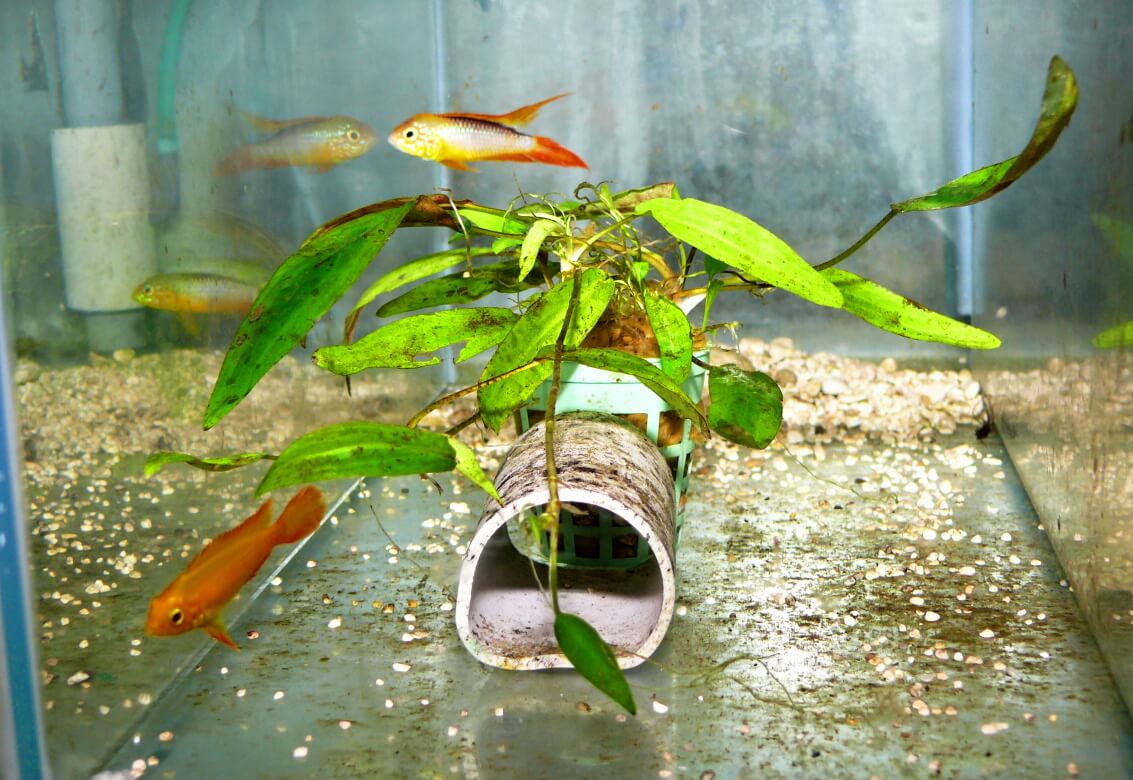 7.	Po takiej etapie „zabawy w berka” zazwyczaj następuje ucieczka słabszego samca.