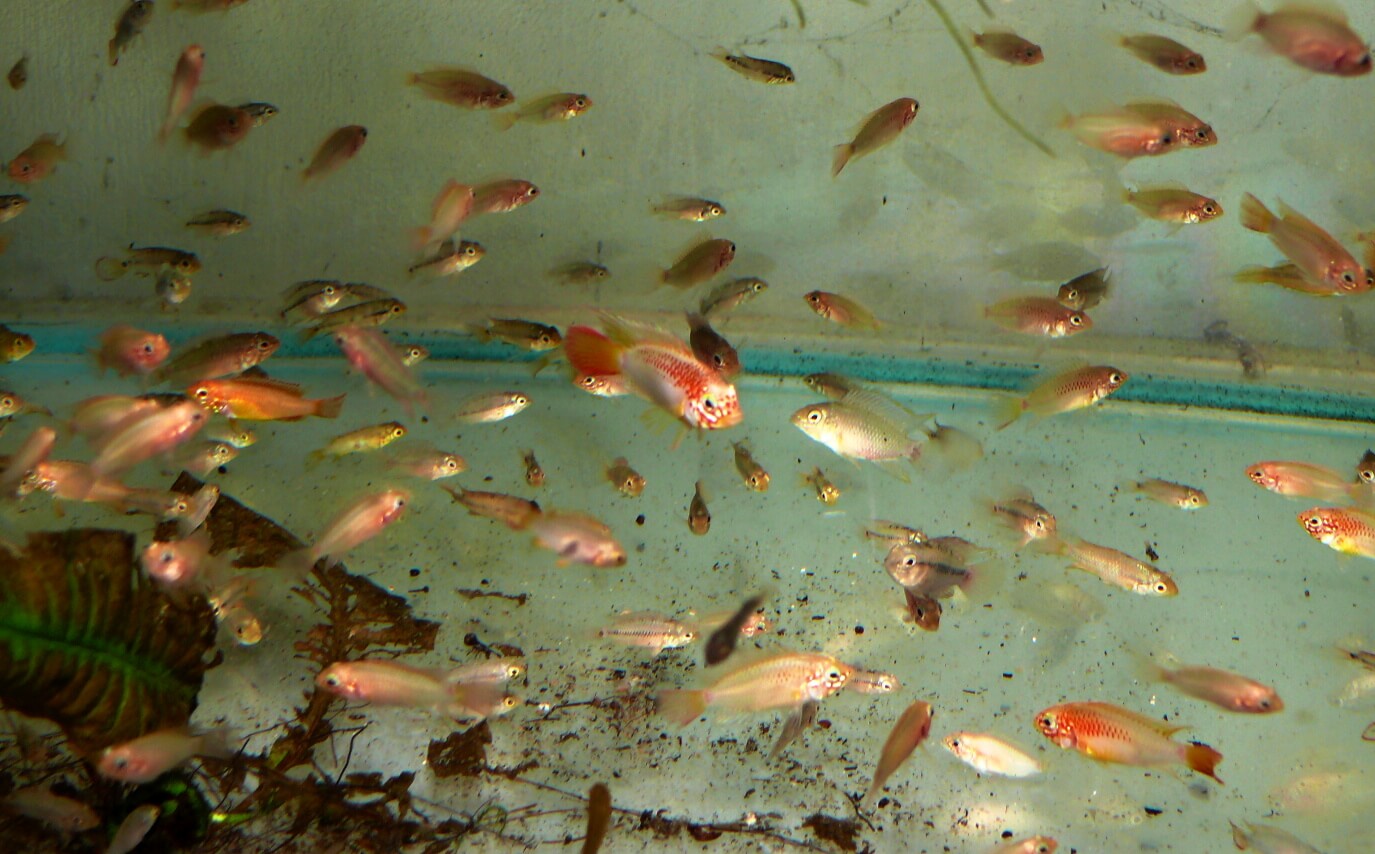 9. The sight of a flock of young ones is a joyful one.