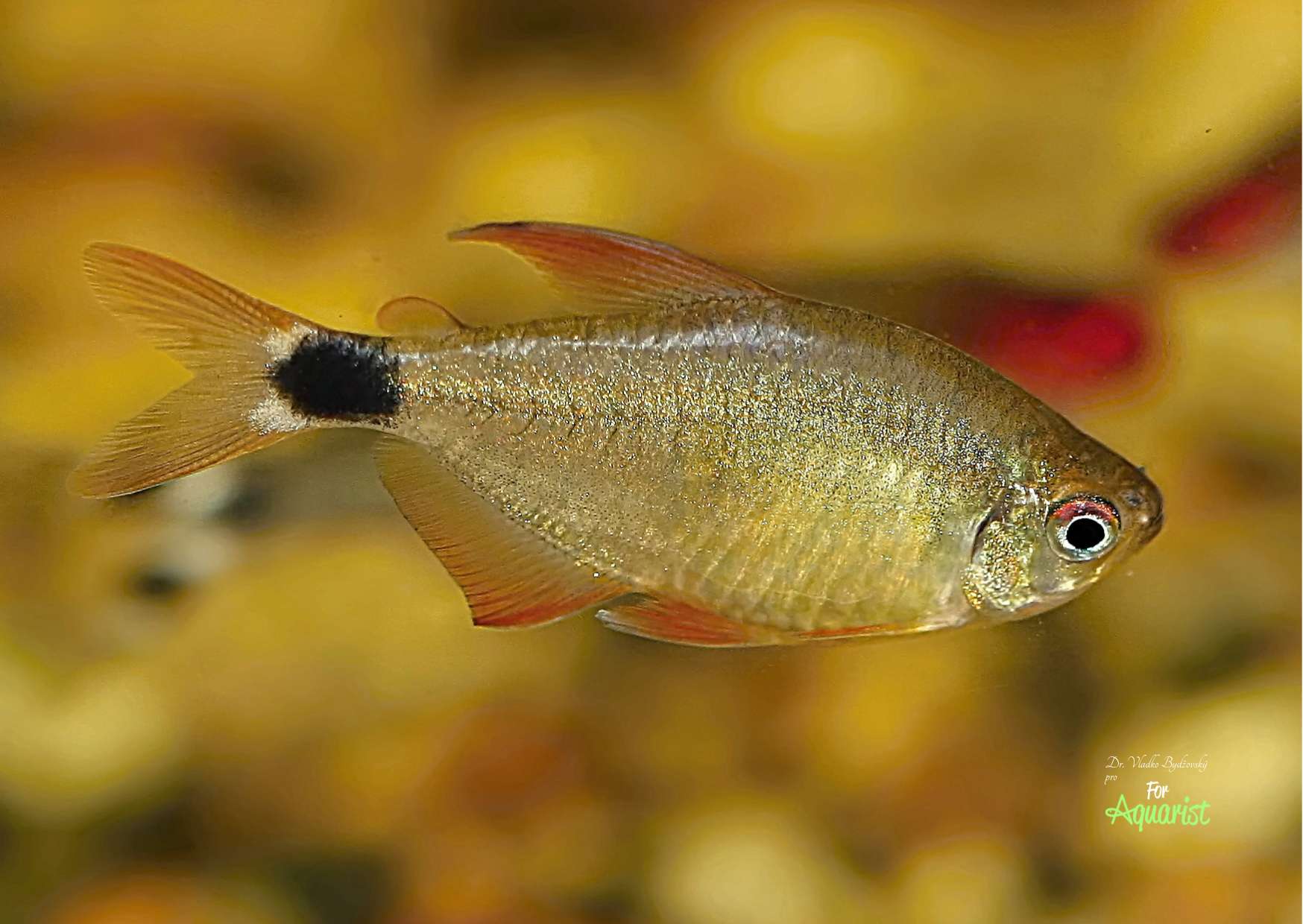 Hyphessobrycon heliacus