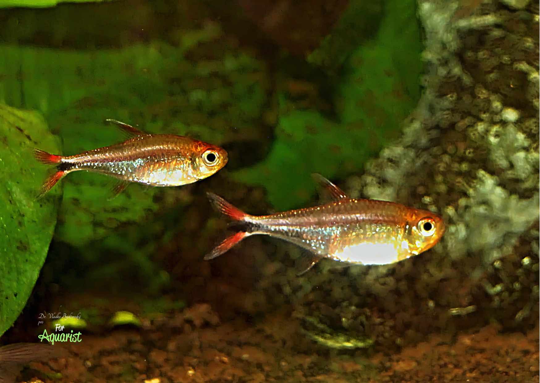 Hyphessobrycon sp. Rio cenepa