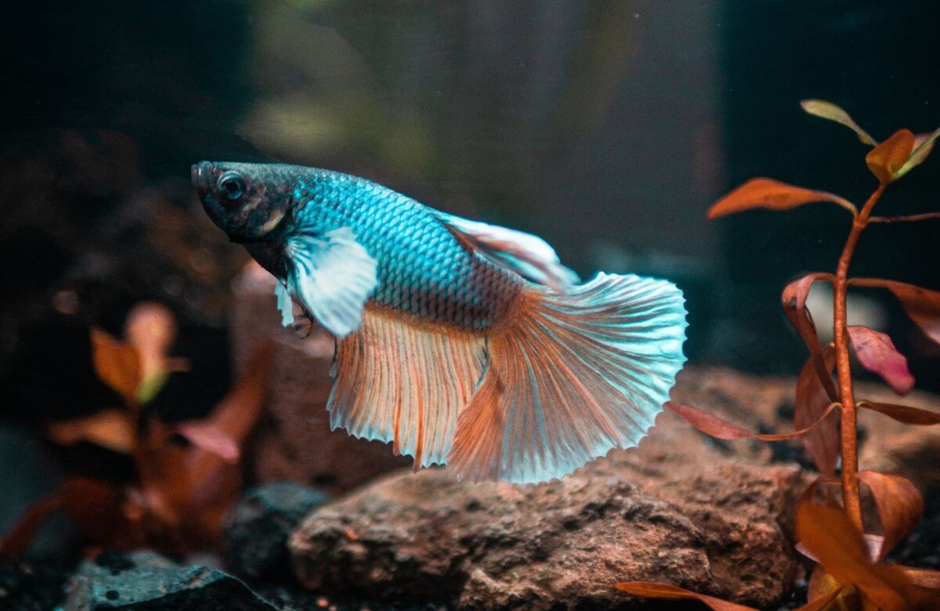 Kampffisch (Betta splendens) – grundlegende Informationen zur Zucht