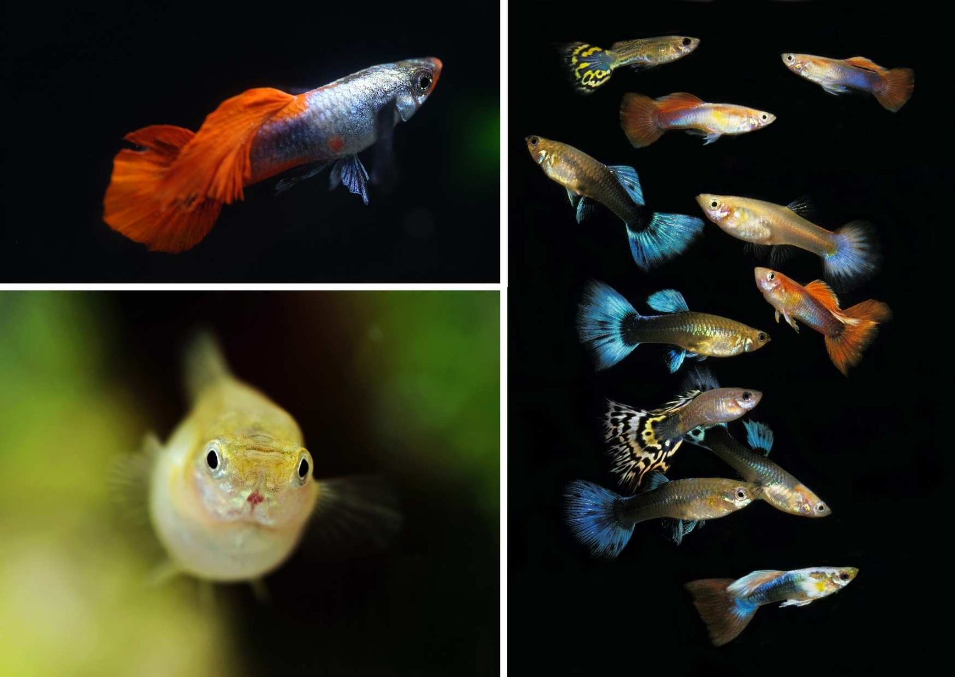 EXOAQUA 2025 - grand aquarium show: AQUARIO & spol. n.o. Organizes the Aquarium Fish Exhibition with Přísný