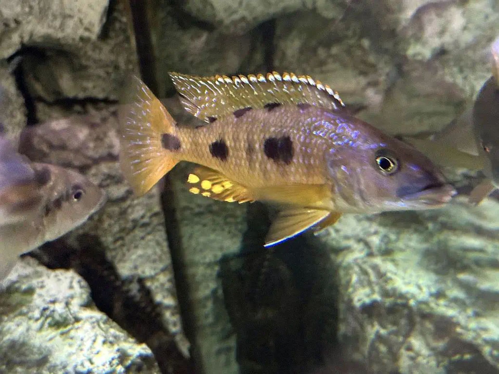 My experiences with the Malawi lake predator – Exochochromis anagenys (Oliver, 1989)