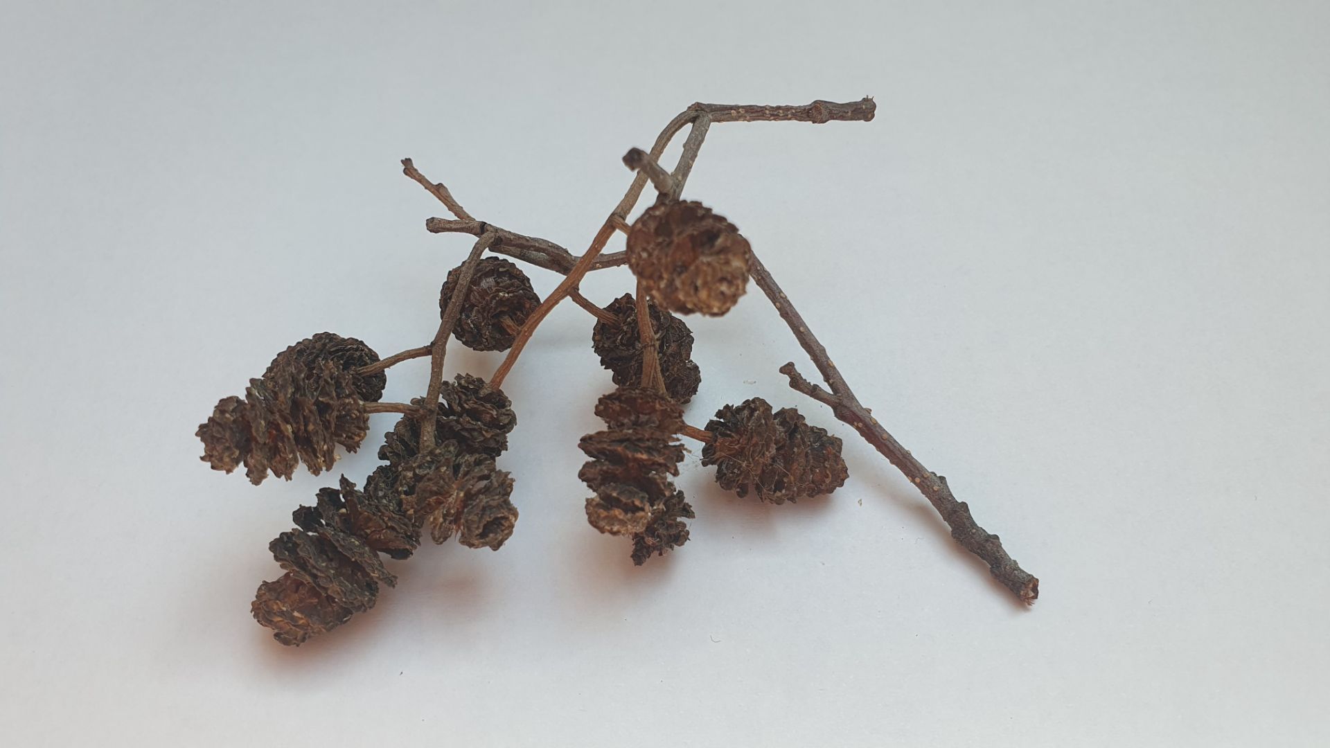 Olive cones in the aquarium – do you use them too?