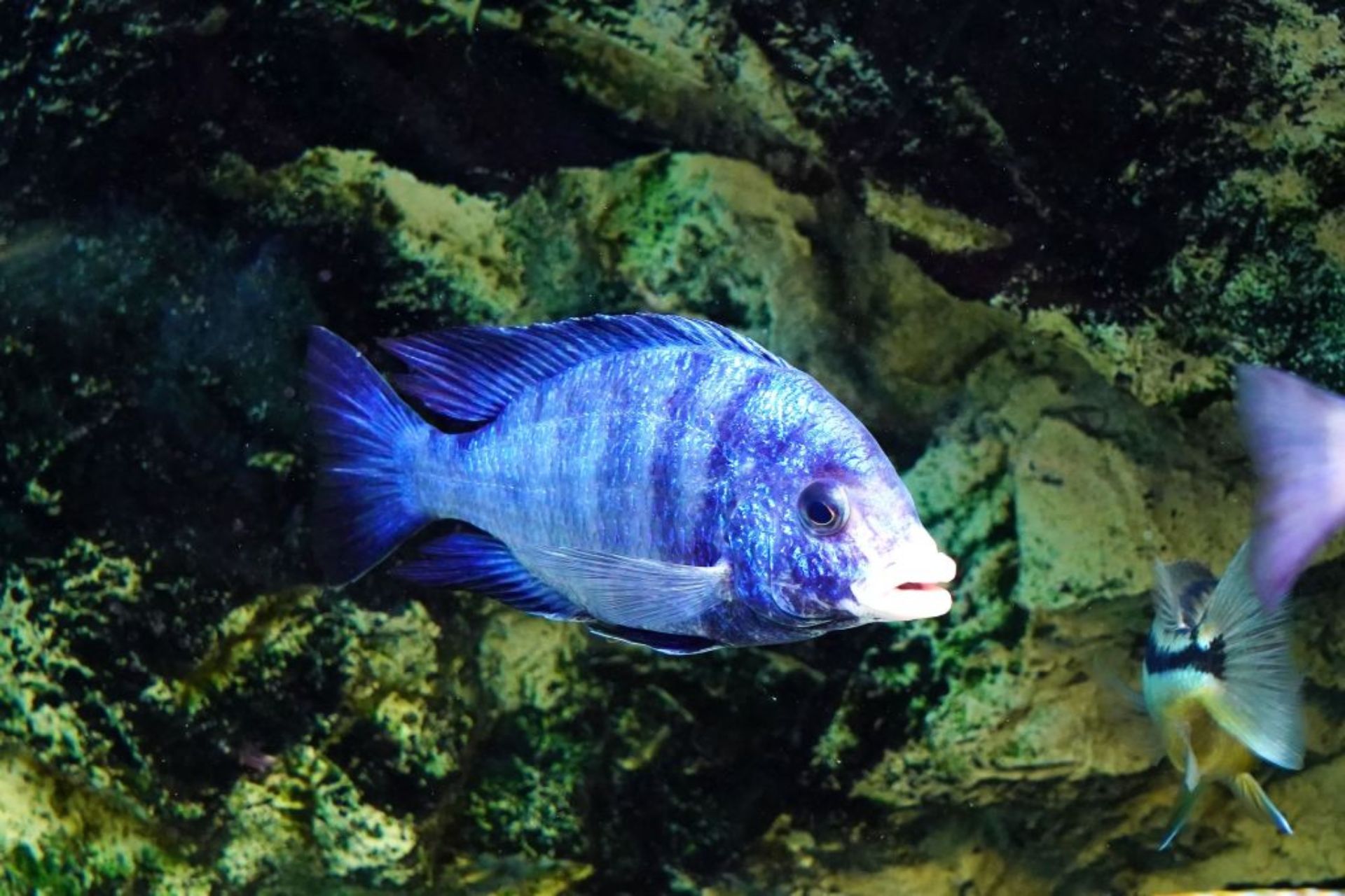 Zkušenosti s NonMbuna z jezera Malawi - Placidochromis phenochilus