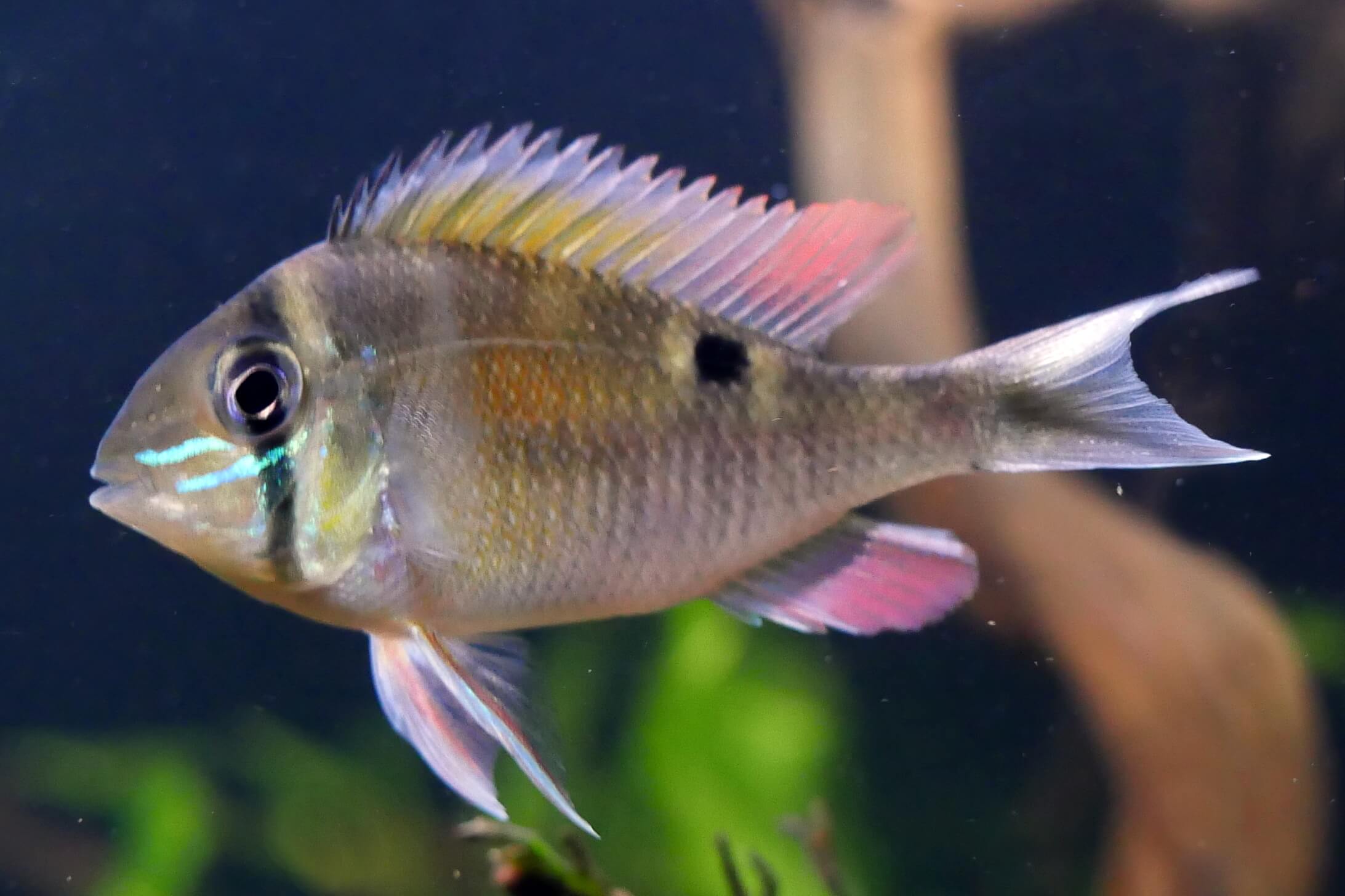 Rys. 10: Biotodoma cupido  WF