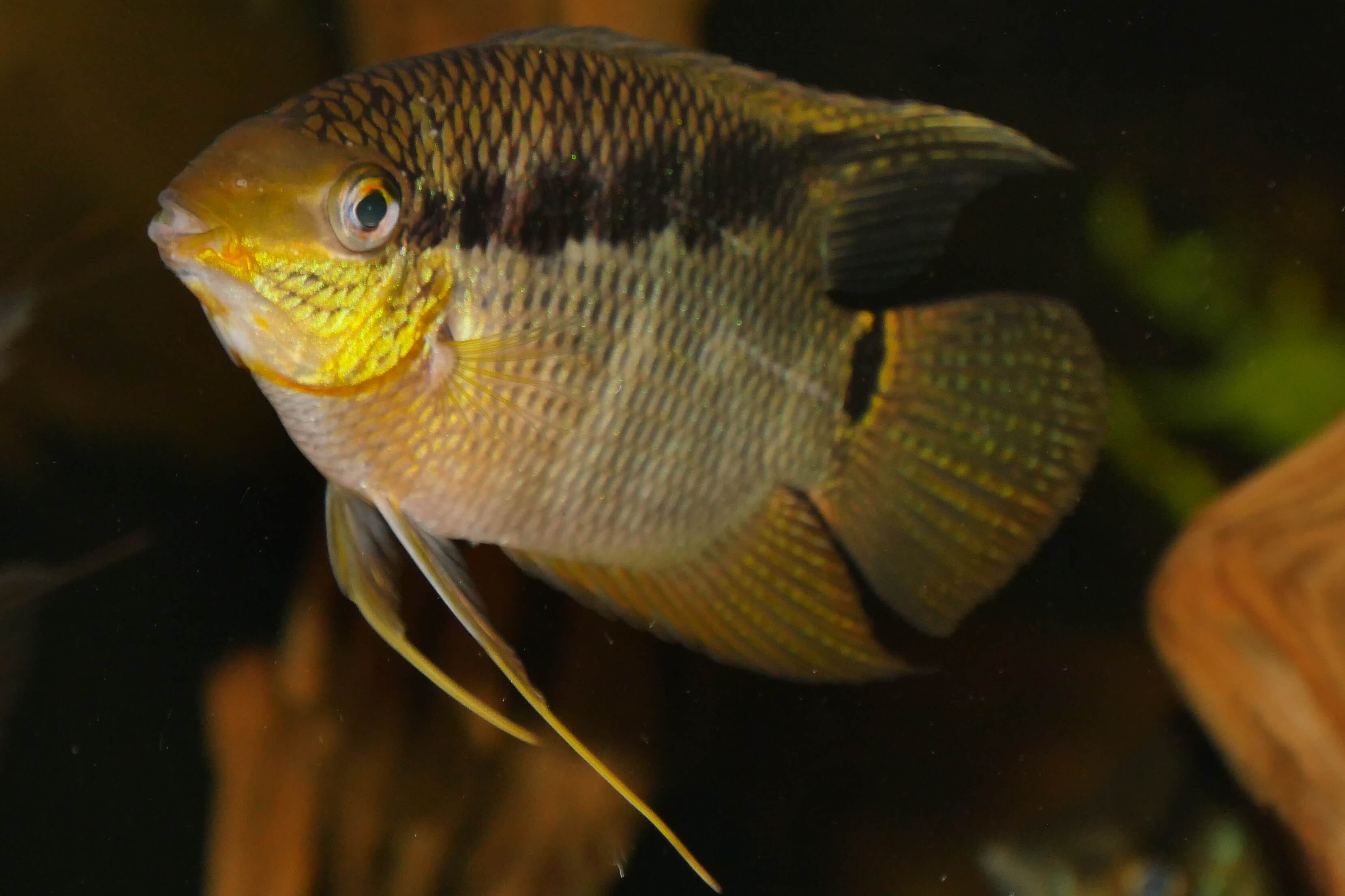 Rys. 11: Mesonauta insignis