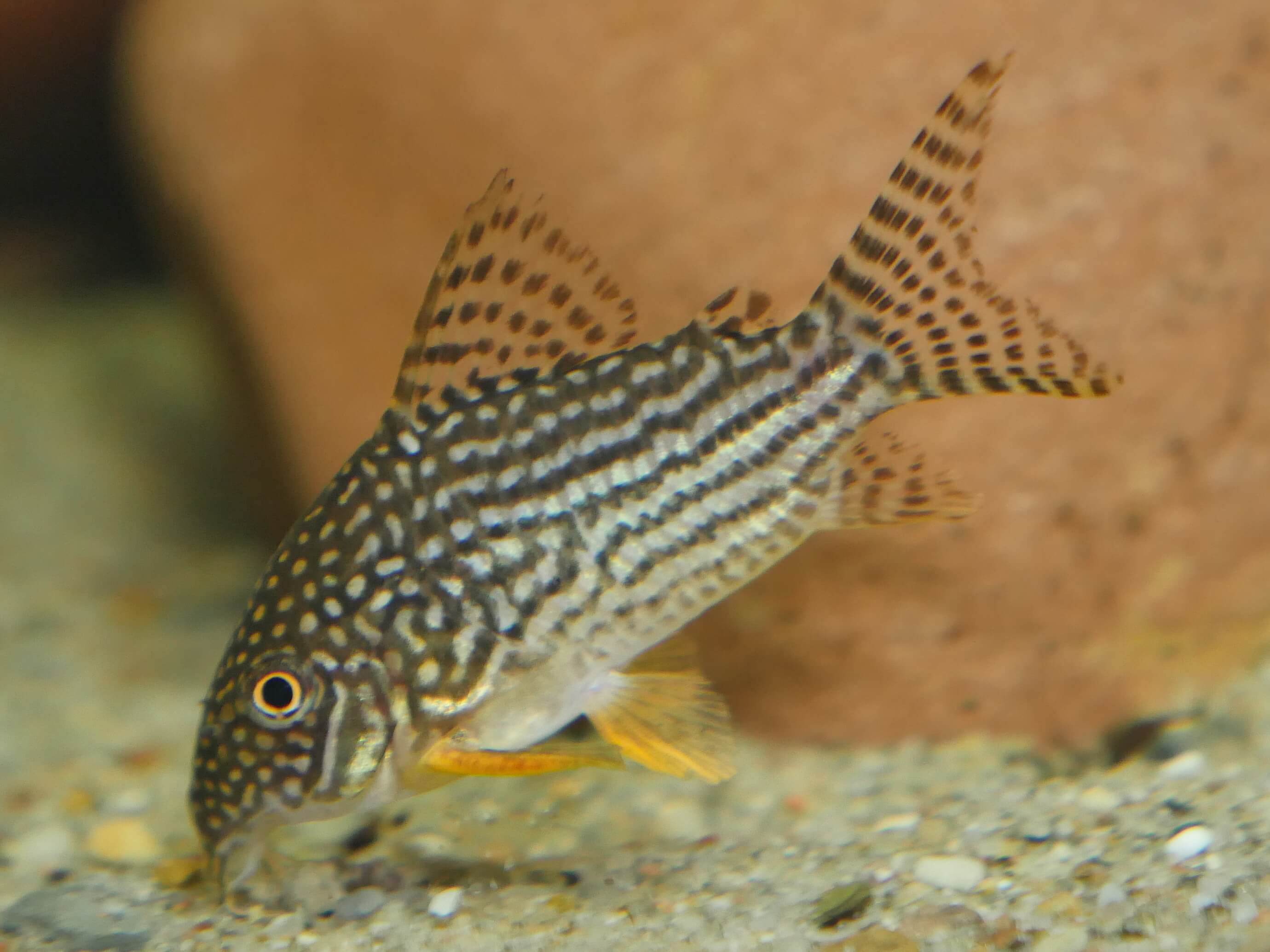 Rys. 13: Hoplisoma (Corydoras) sterbai