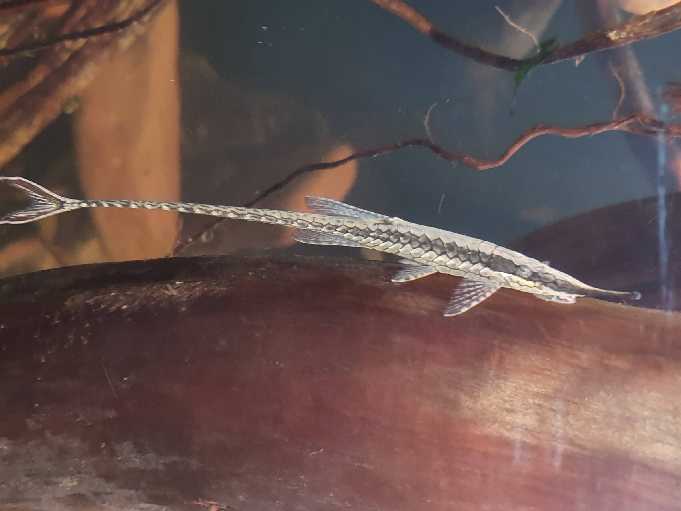 Rys. 14: Farlowella acus