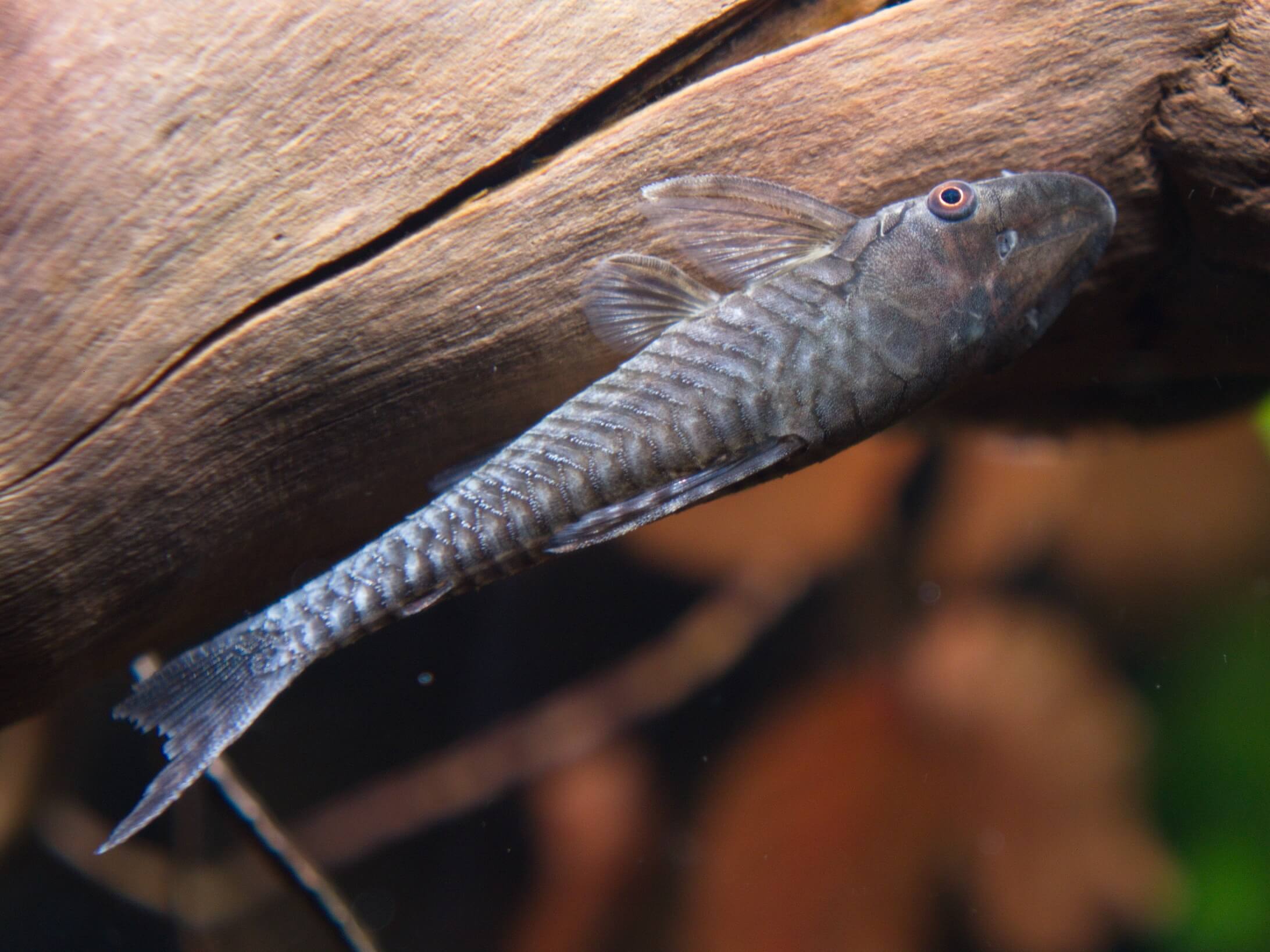 Rys. 15: Hypoptopoma gulare