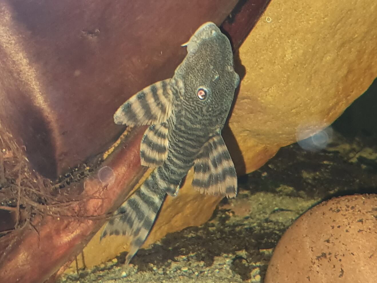 Rys. 16: L226 Panaqolus changae