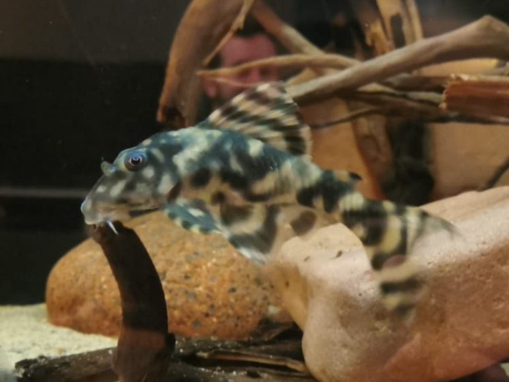 Rys. 17: L237 Panaqolus sp.