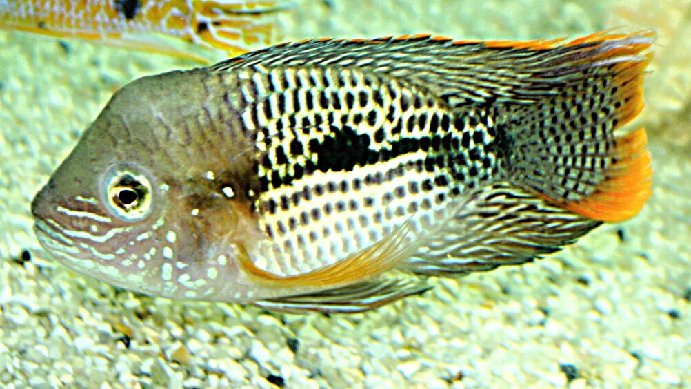 Andinoacara rivulatus GOLDSAUM. Jedinec na snímke pochádza z odchovov juhoázijských pestovateľní, čo je vidieť hlavne na tvare tela. Táto až 30 cm dorastajúca akara potočná pochádza z vôd stredného Peru a západného Ekvádoru.