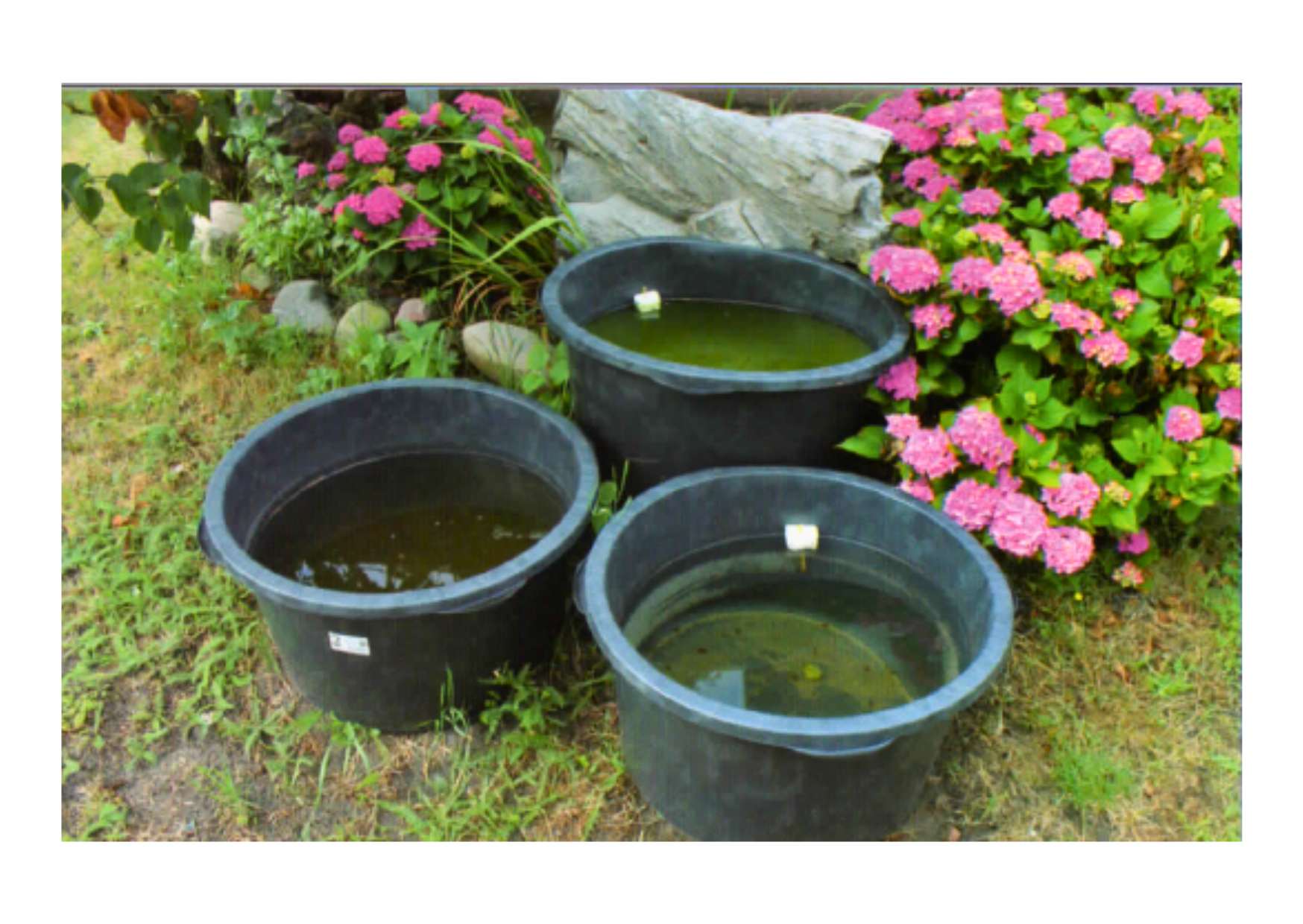 Moje násada v zahradě. Zelené zbarvení (tvorba řas) podporuje kulturu a pak ji není nutné dodatečně přikrmovat.