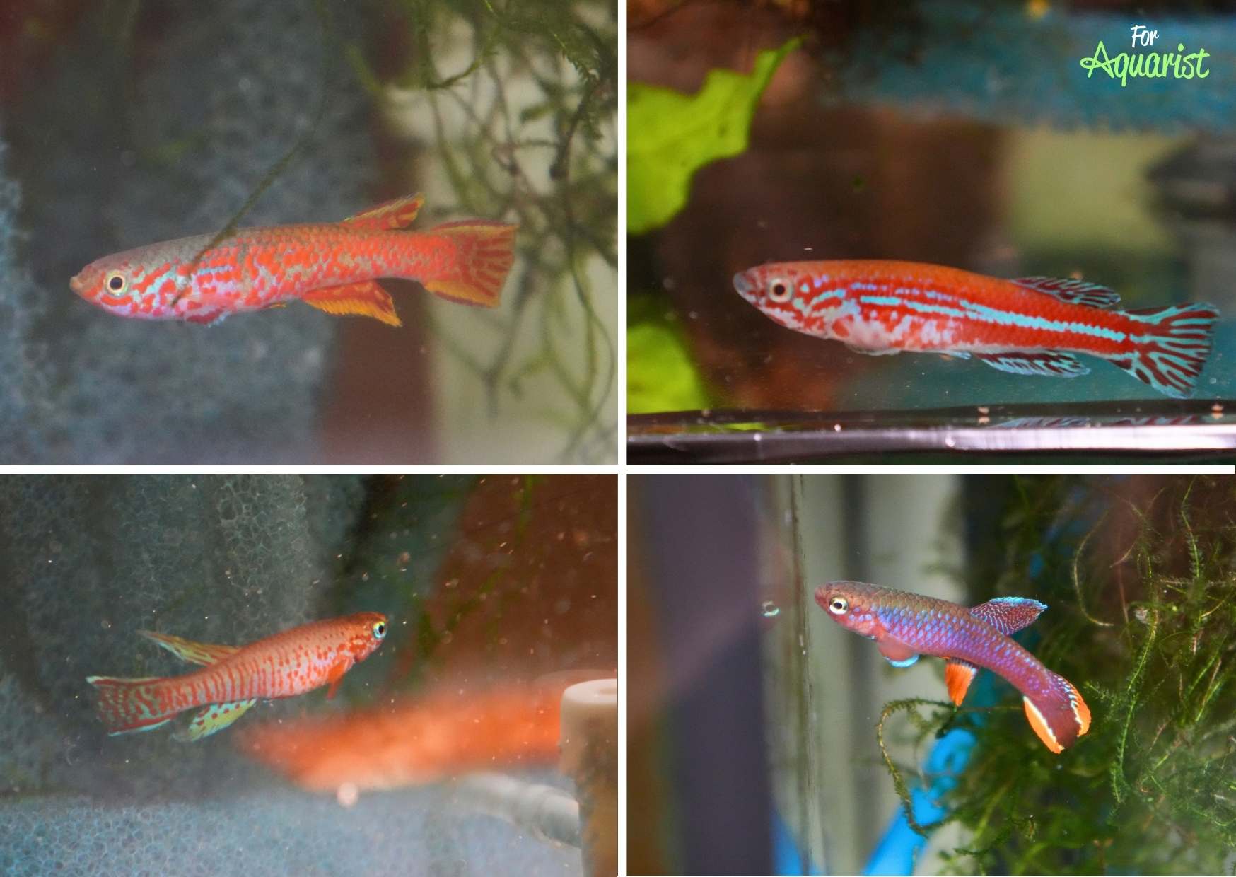 Aphyosemion sp. RC22/14, Aphyosemion ogoense, Aphyosemion elberti, Aphyosemion fulgens