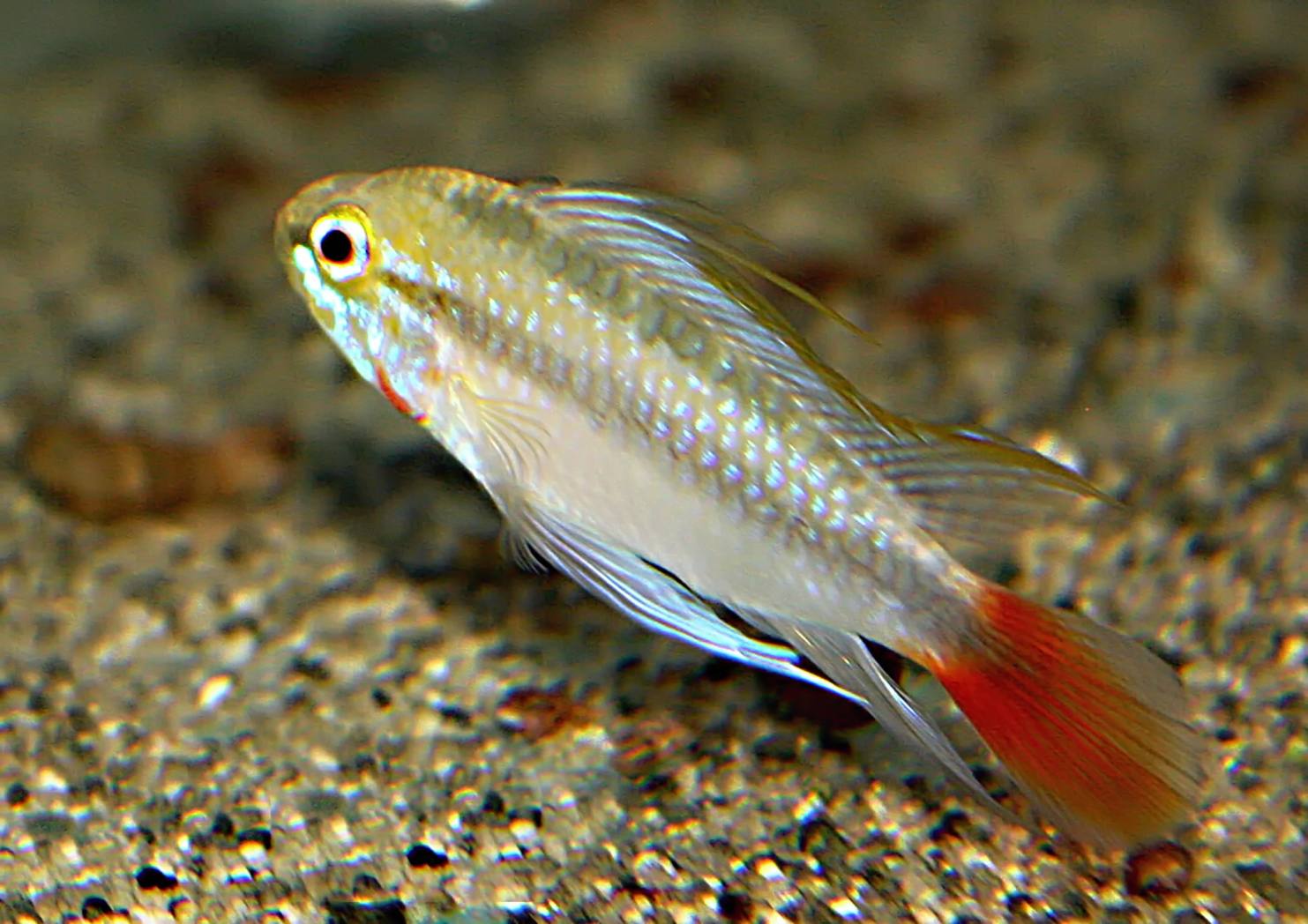 Apistogramma erythrura: Ako na chov a prirodzený odchov fascinujúcej cichlidky