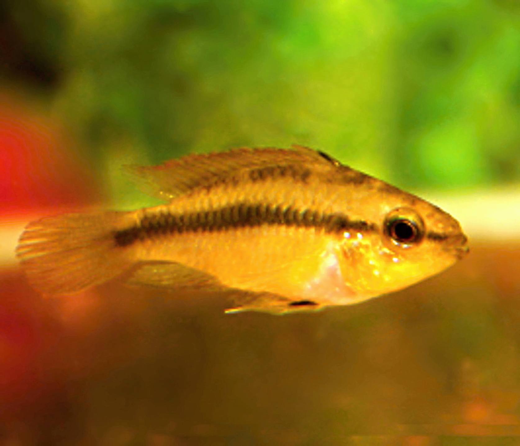 2. Dospelá samička.