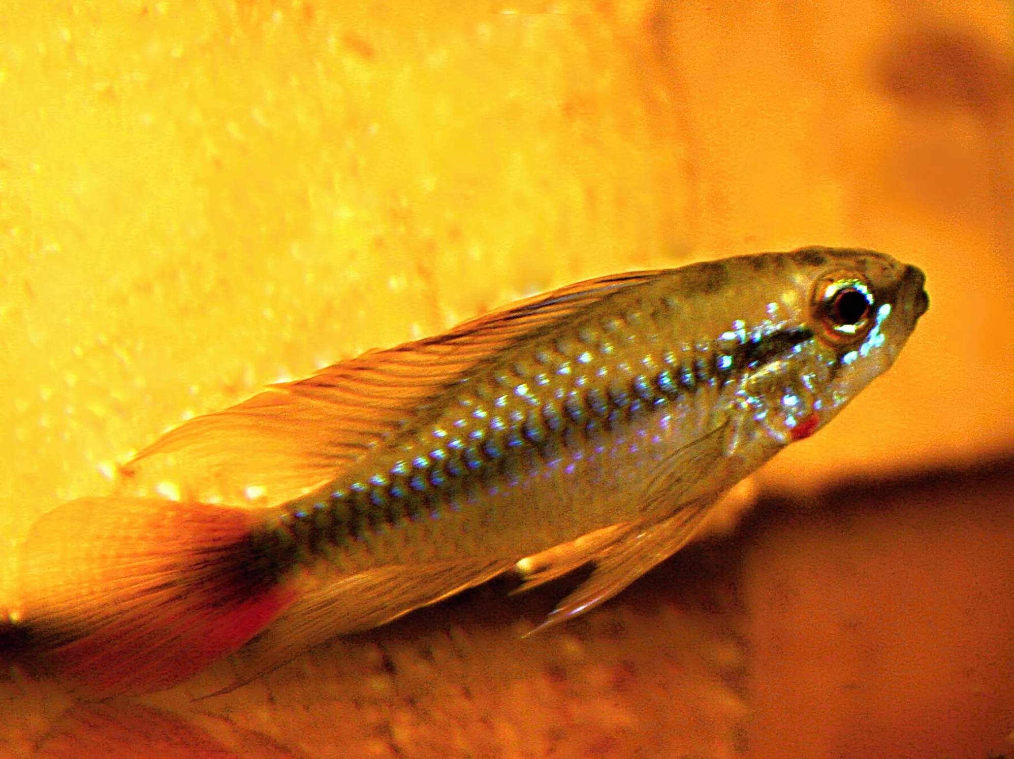 3. Mladý samček žltej formy.