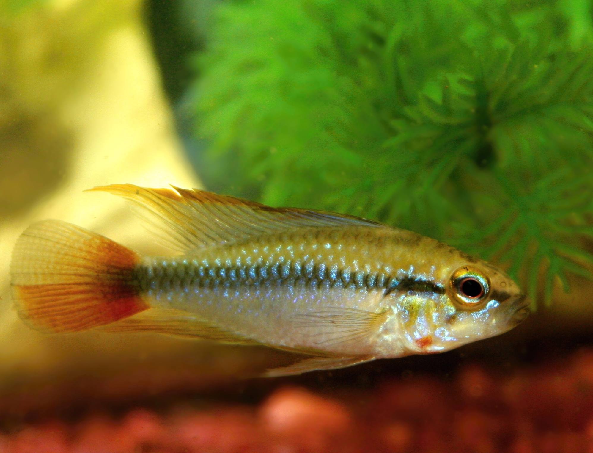 4. Mladý samček modrej formy.