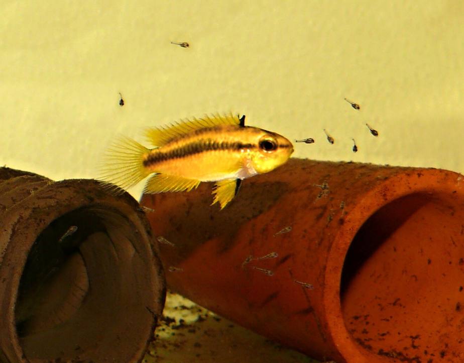 6. Apistogramma erythrura je typický zástupca skupiny „Samček-matka“, o potěr sa stará samička.