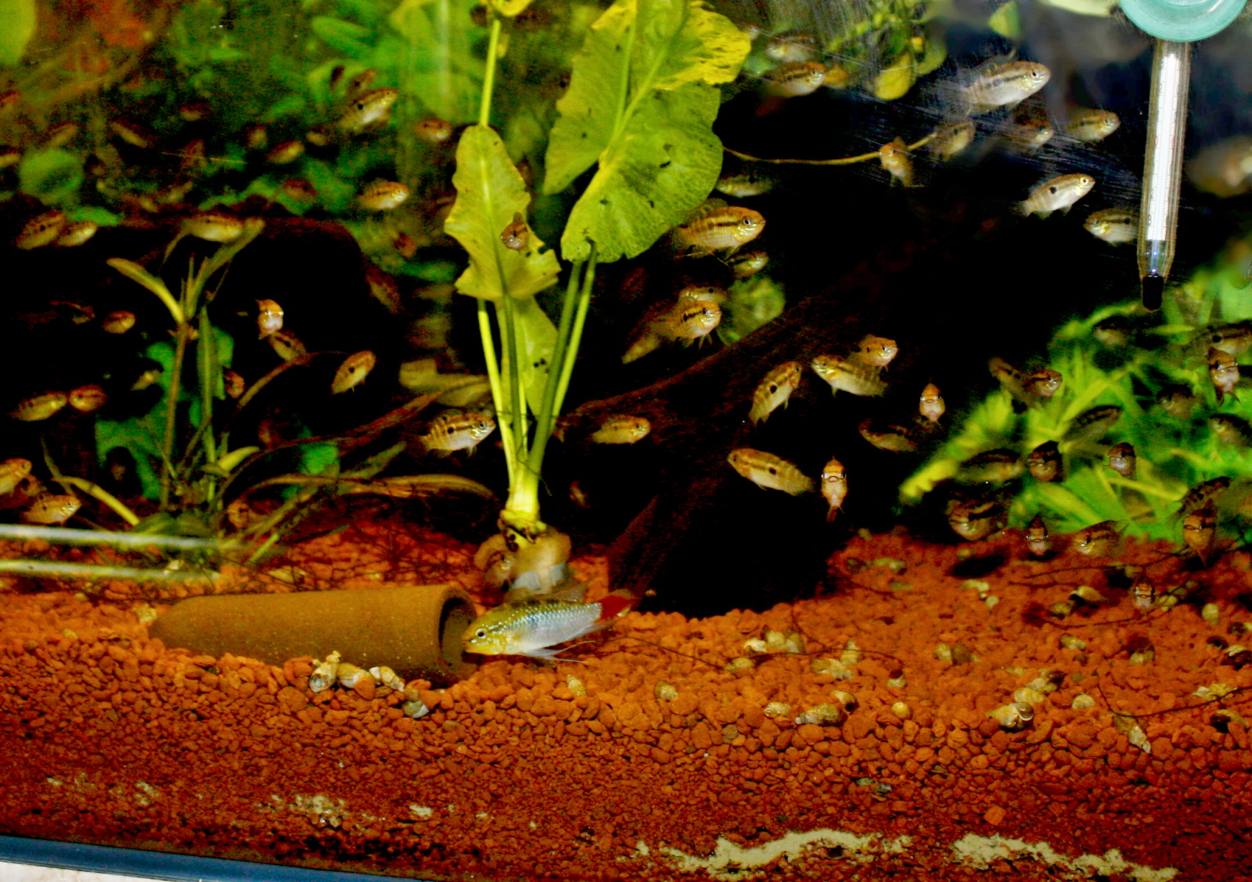 7. I v takto husto osídlenom nádrži môžeme pozorovať trenie aktivity.