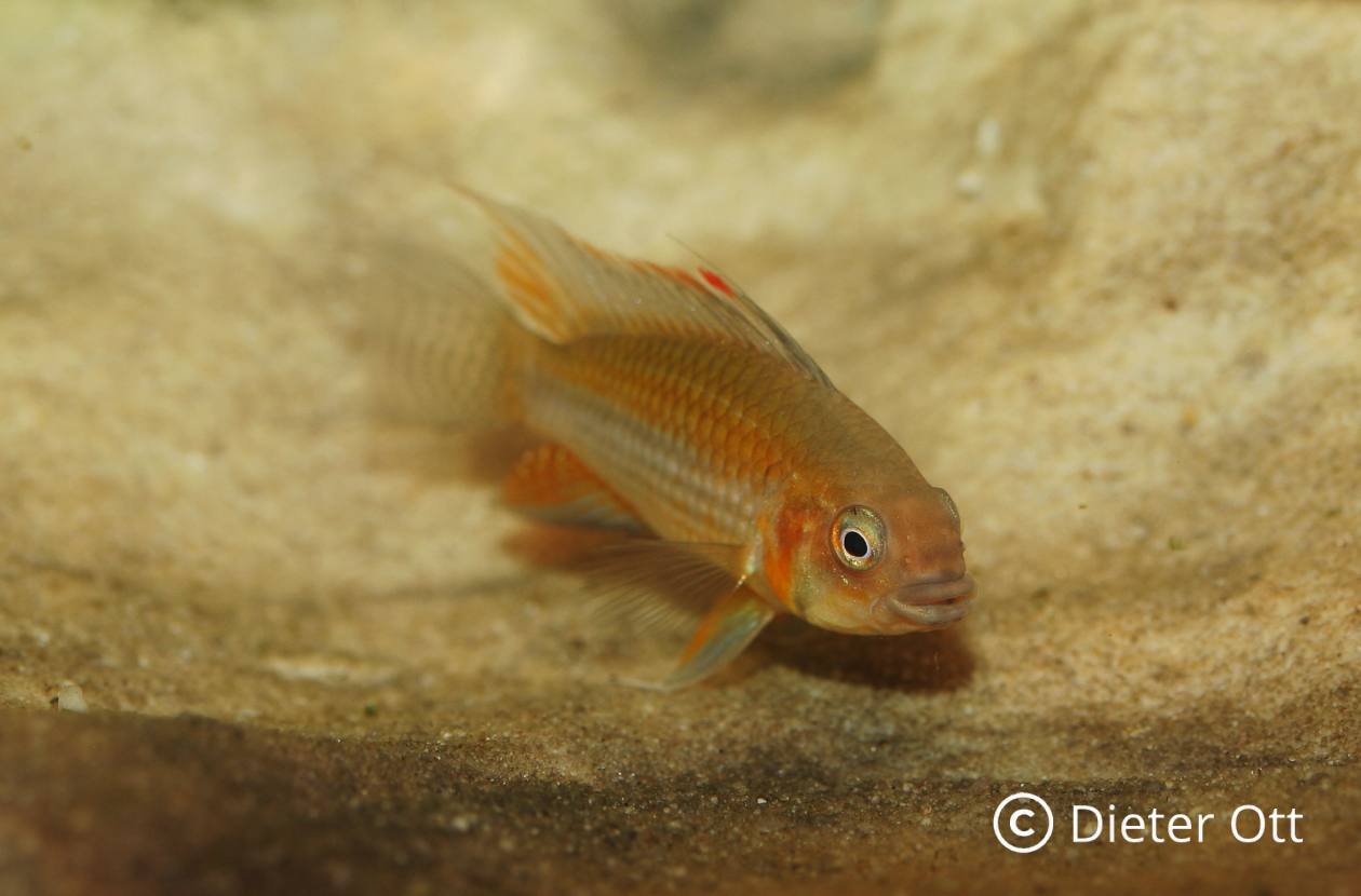 Fascynacja Apistogramma III: Hodowla pielęgniczek – zdrowie, dieta i rozmnażanie