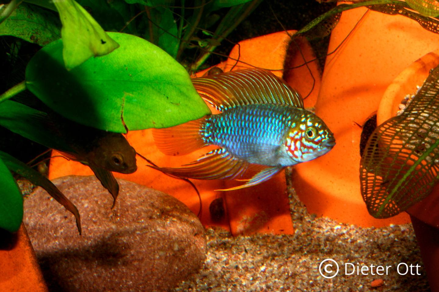 Fenomén Apistogramma – Část 1: Od výběru v obchodě až po domácí biotop