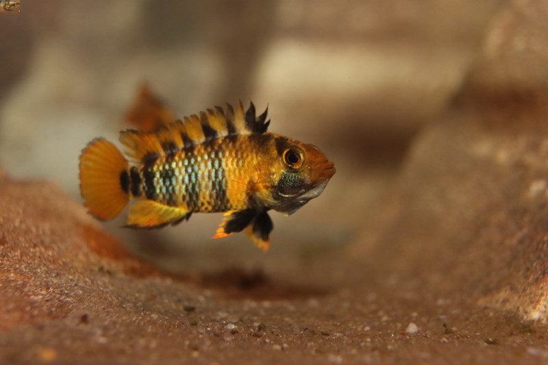 Selbst die Weibchen sehen bei Apistogramma baenschi ansprechend aus.