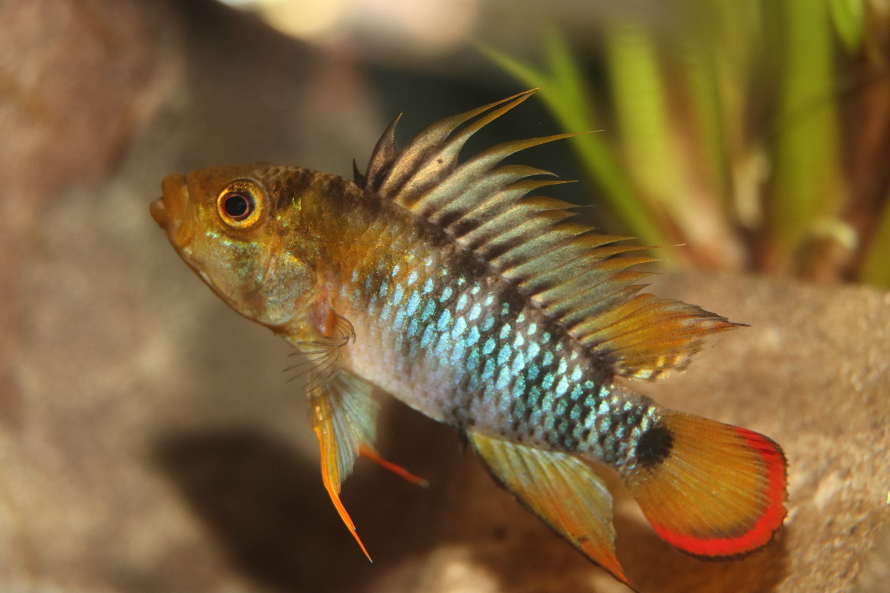 Apistogramma baenschi bringt ohne züchterische Anstrengungen jede Menge Farbe ins Aquarium.