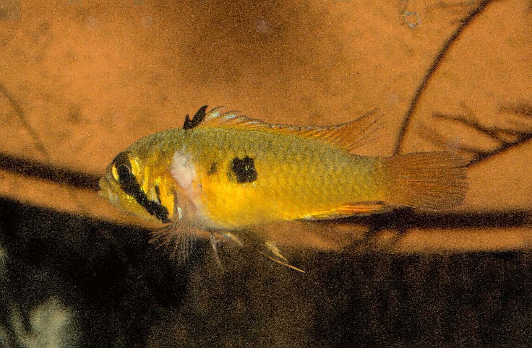 U tej samicy Apistogramma sp. Jurua widać wrzód jako skutek trzymania w twardszej wodzie.