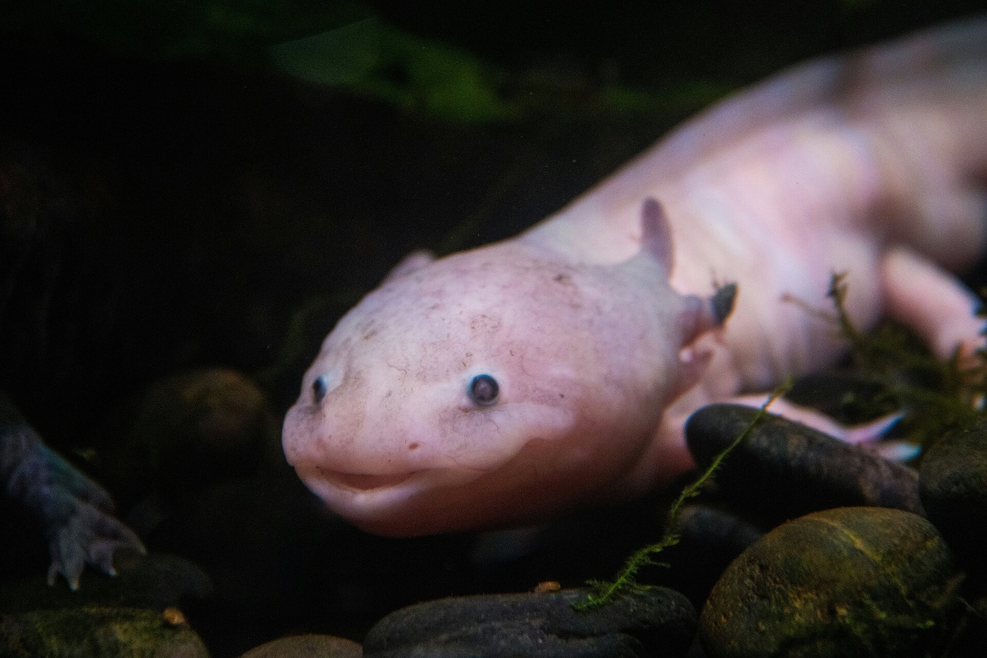 Axolotl – akvarijní ještěrka s úsměvem Mony Lisy