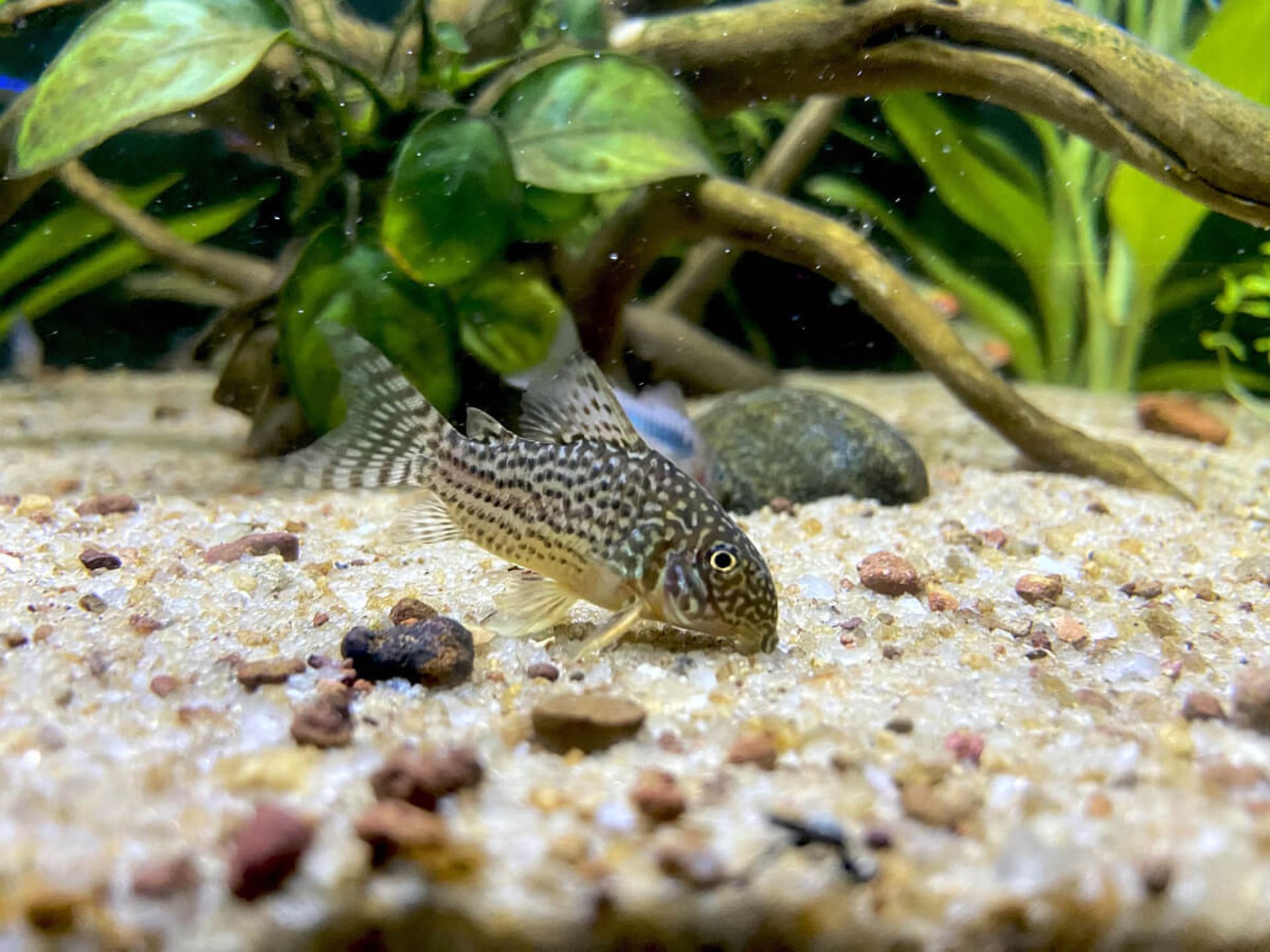 đ 10 interesting facts about catfish (Corydoras)