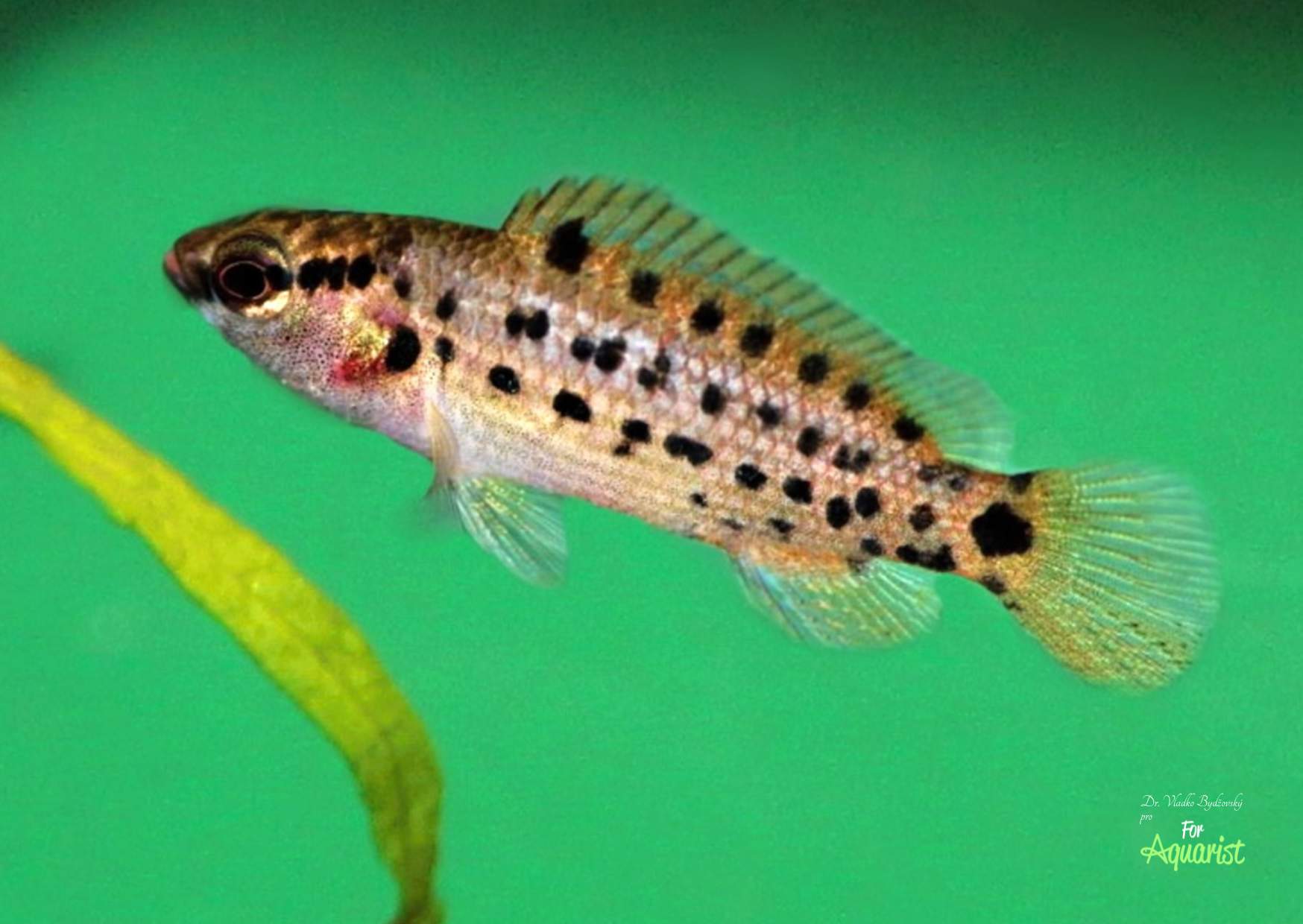 Badis assamensis