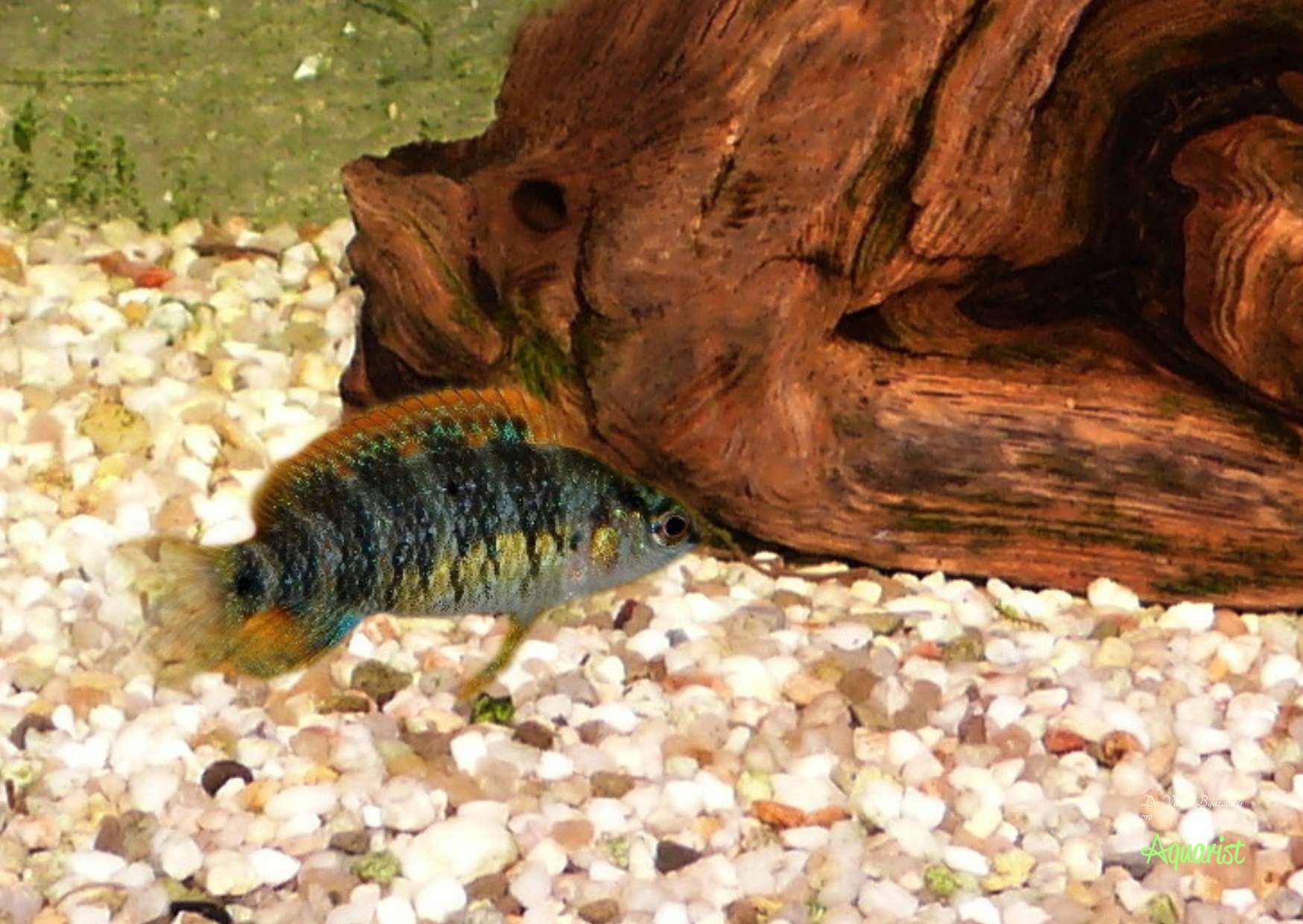 Badis badis RED HILLS