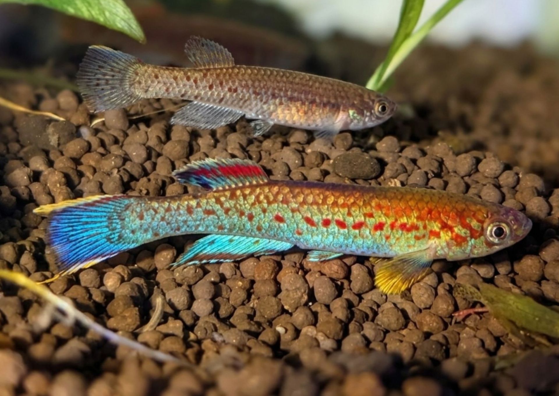 Scriptaphyosemion schmitti