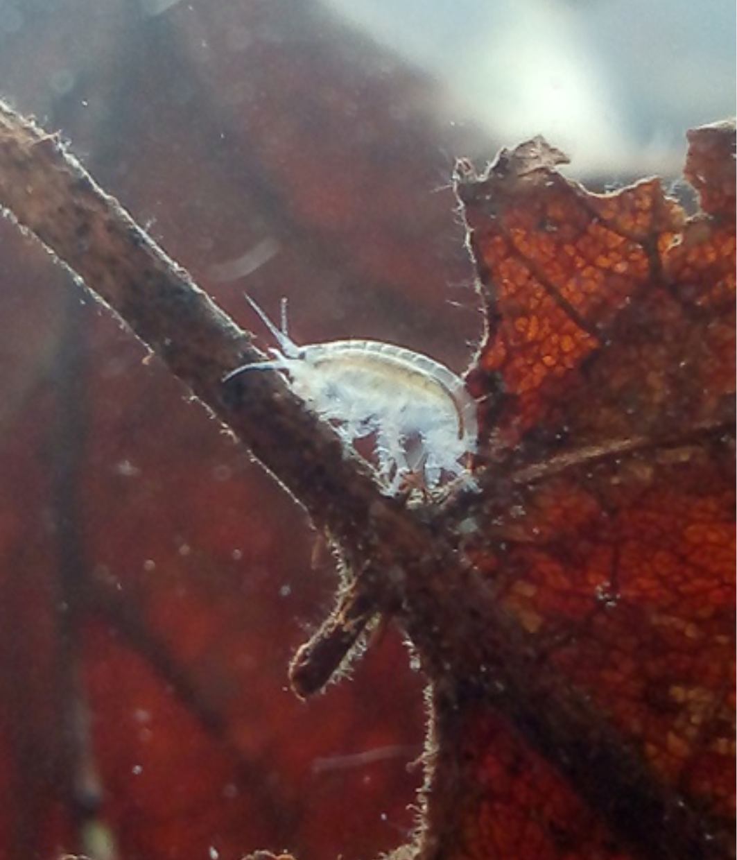 Mexický blešivec: nielen živá potrava pre akvarijné rybky a iné vodné živočíchy