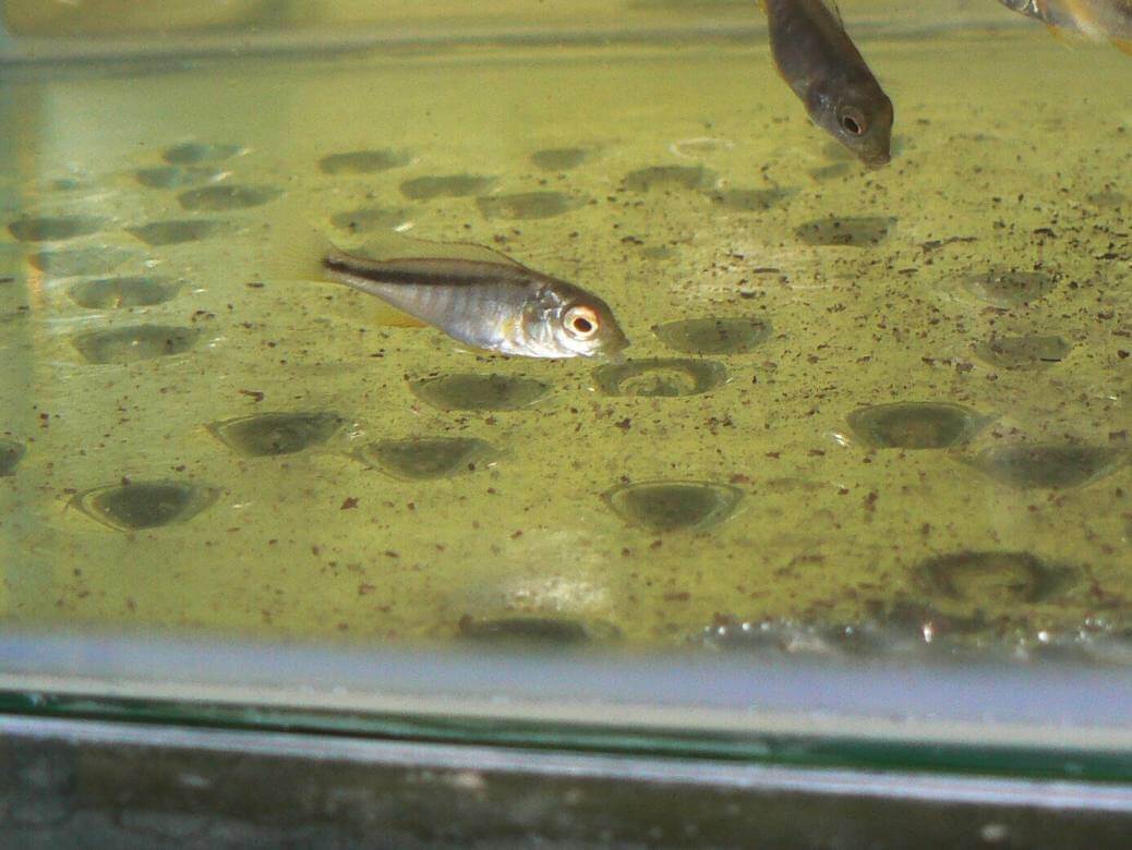 Młode osobniki Buccochromis rhoadesii