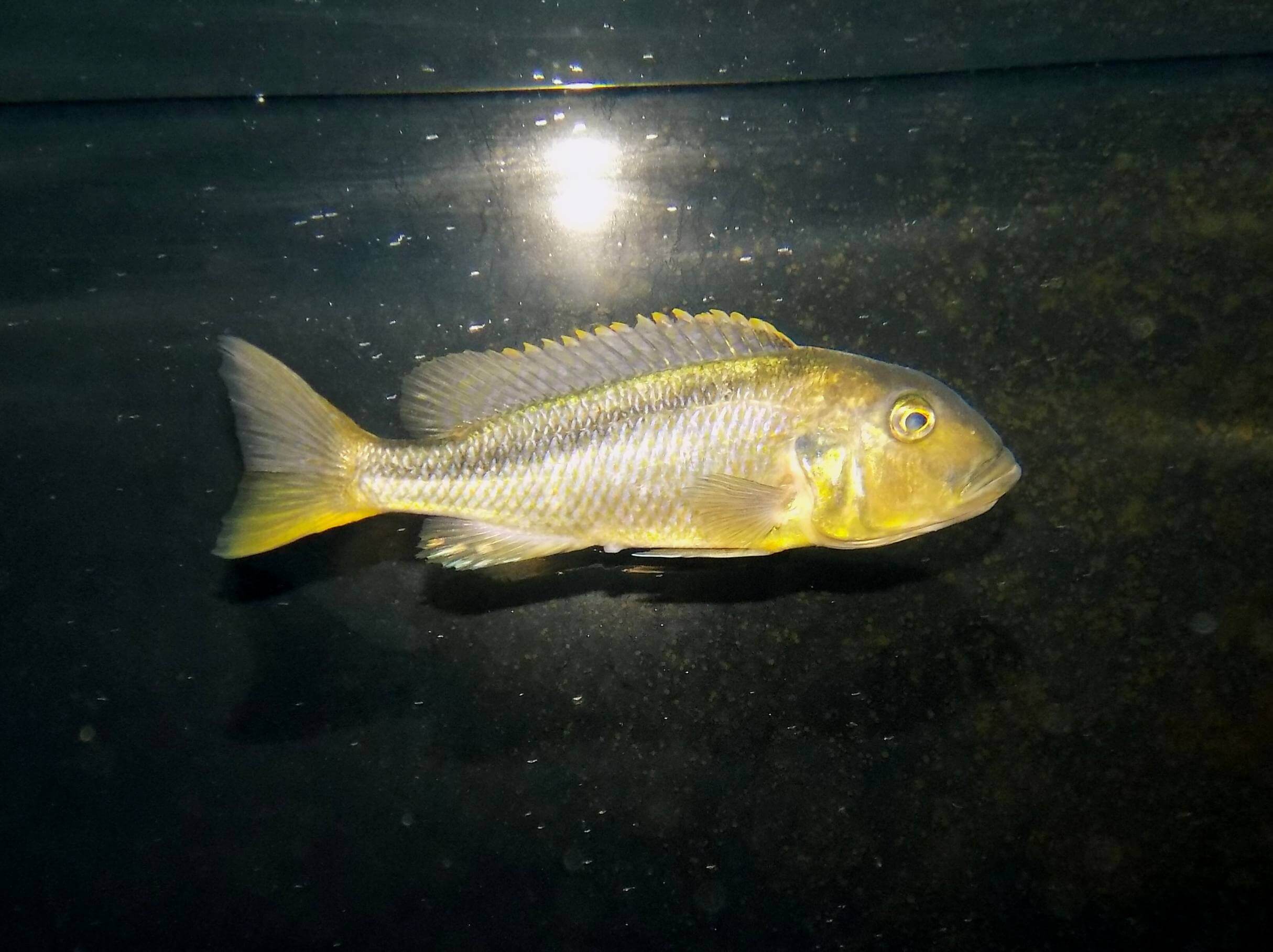 Buccochromis rhoadesii noszący samice