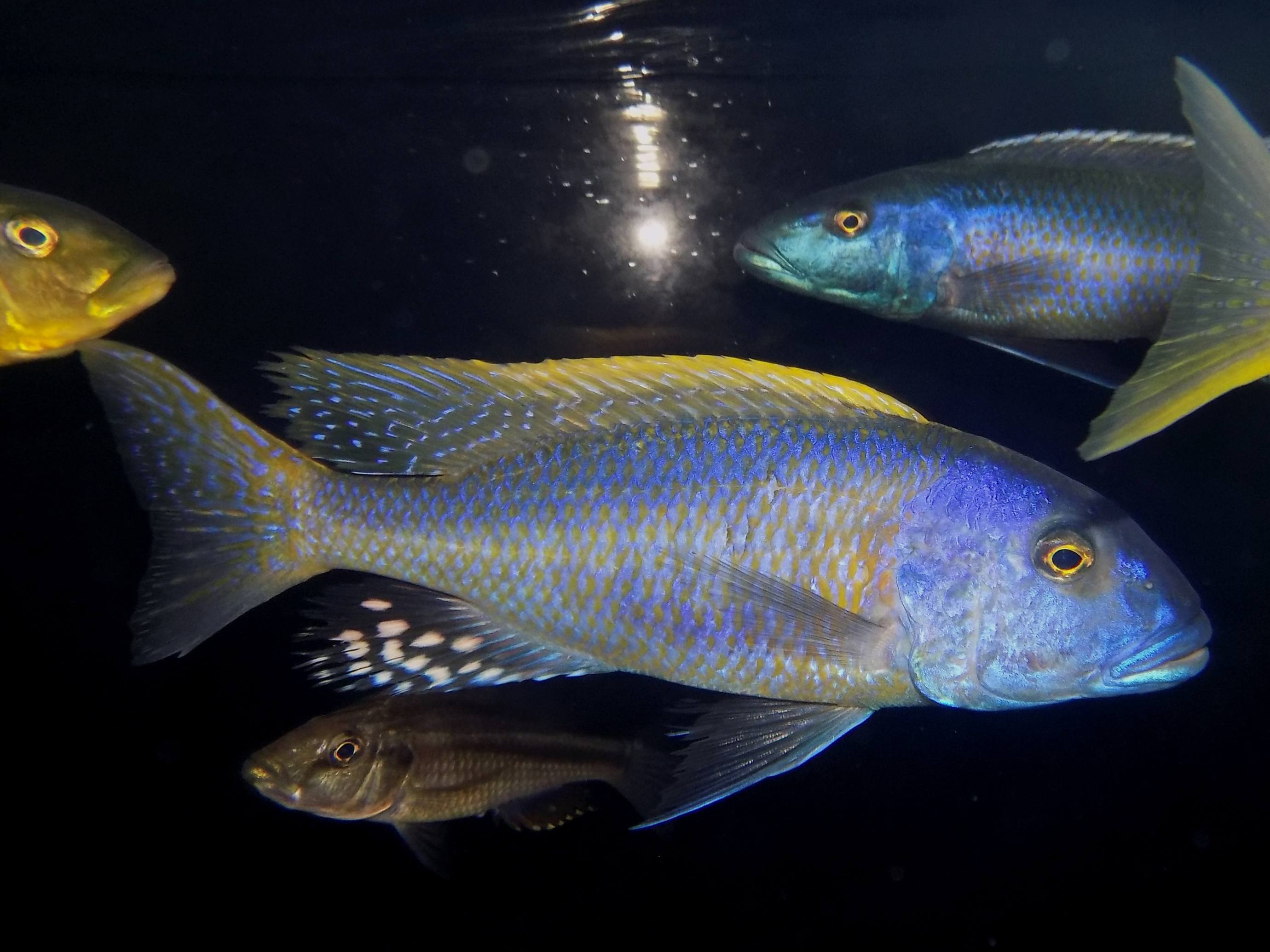 Buccochromis rhoadesii samiec