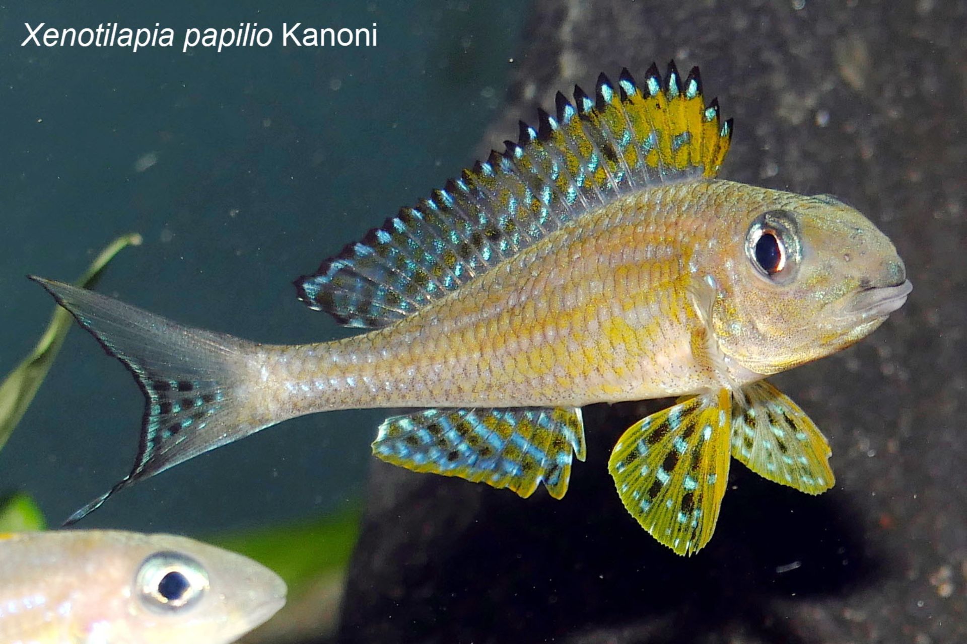 Lake Tanganyika cichlids – Short portrait Xenotilapia papilio BÜSCHER 1990