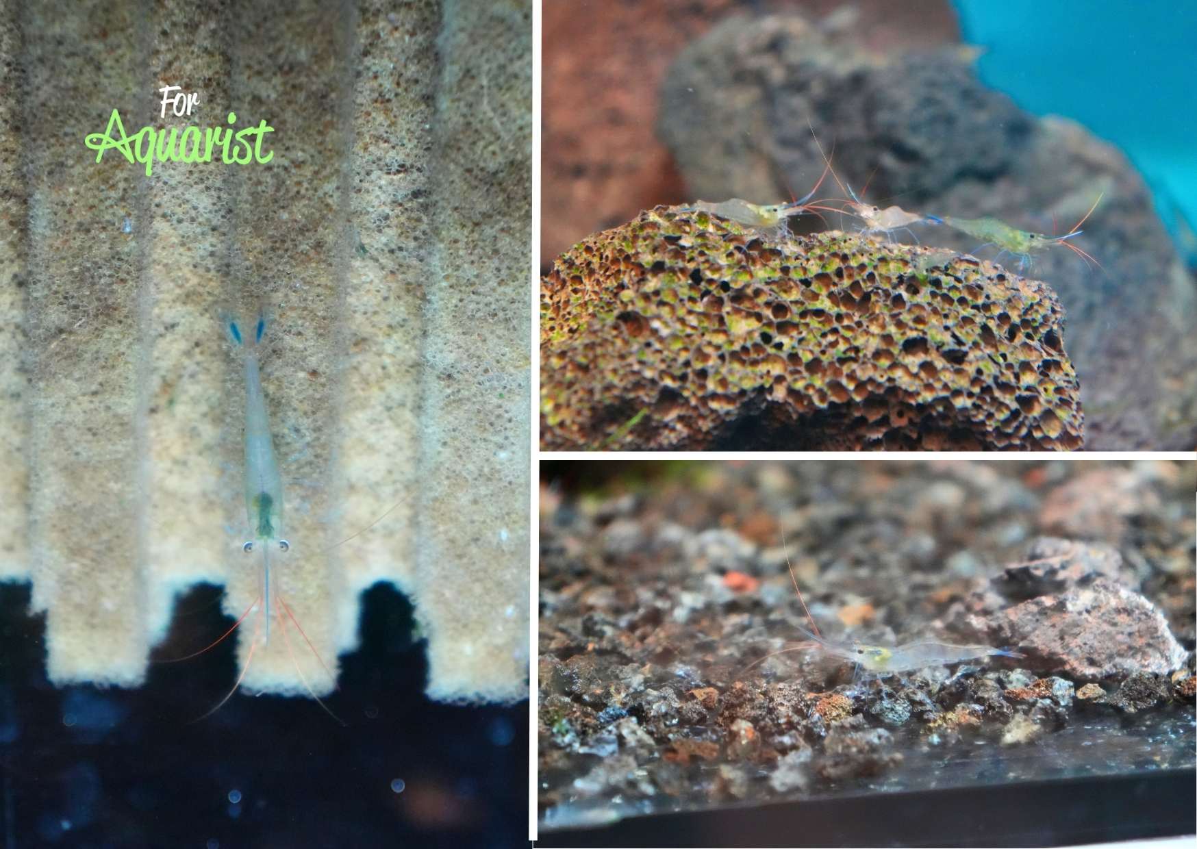 Caridina Careuza Blue leg Poso