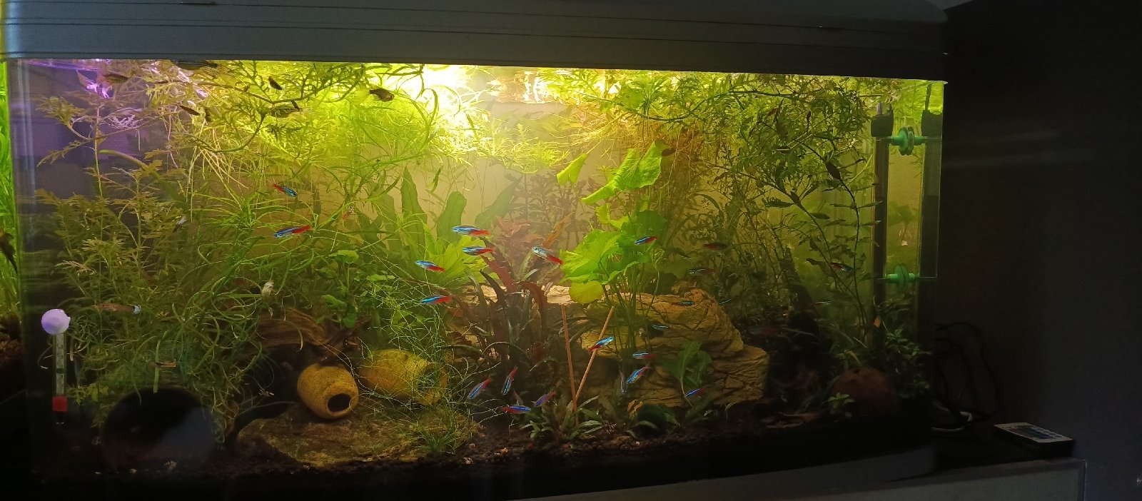 Moje druhá láska, akvárium 250 l