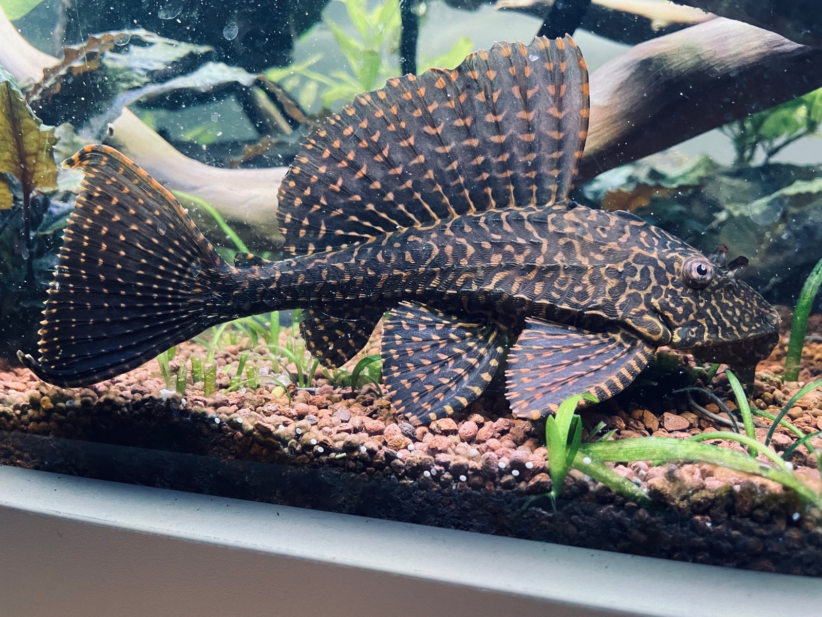 Glyptoper velkoploutvý