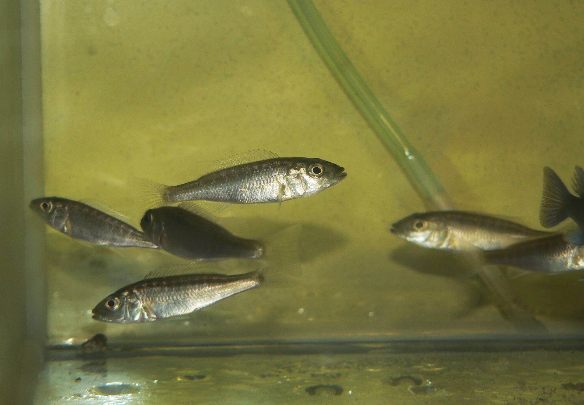 Młode osobniki Champsochromis caeruleus