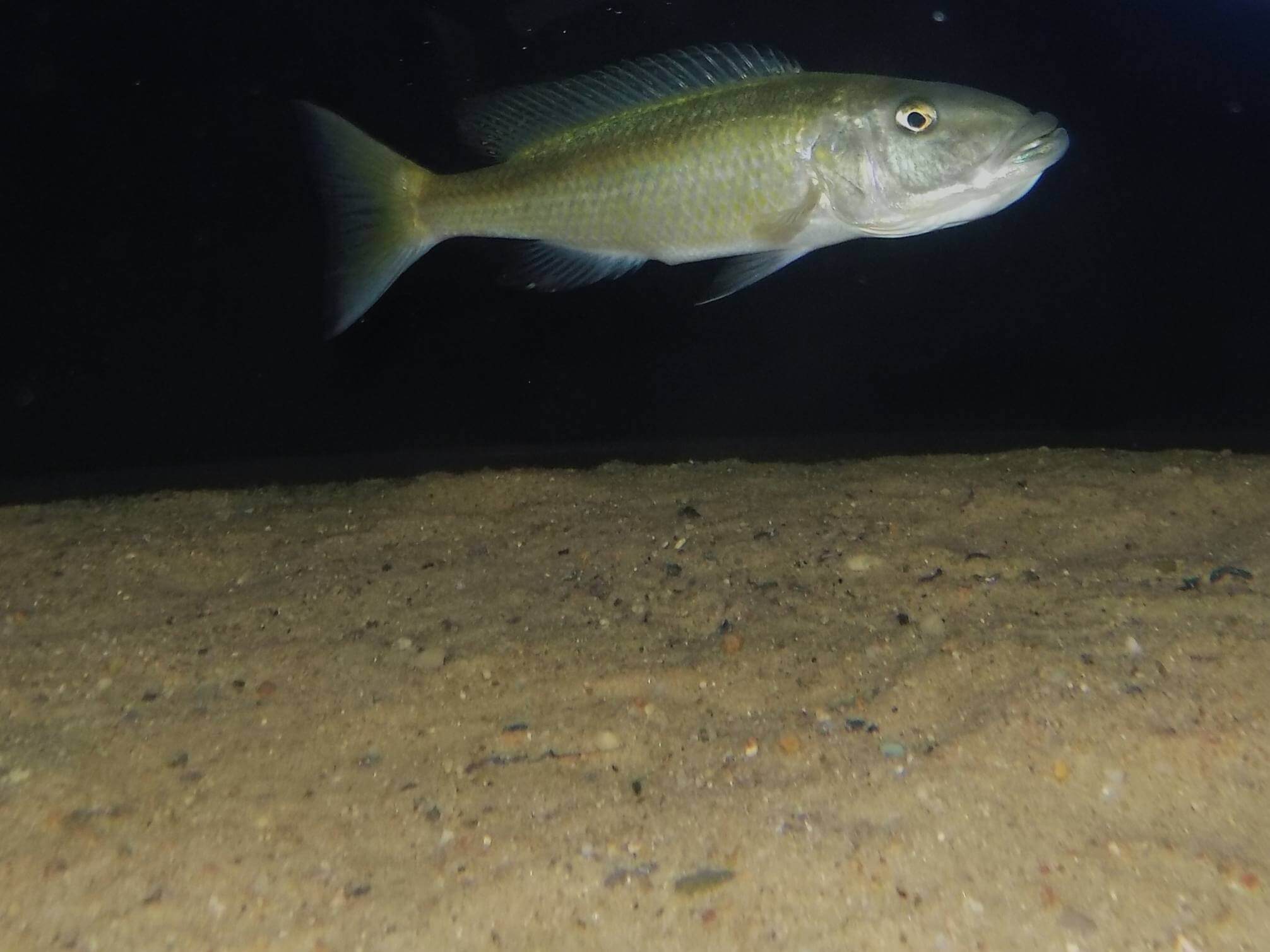 Champsochromis caeruleus rodzące samice
