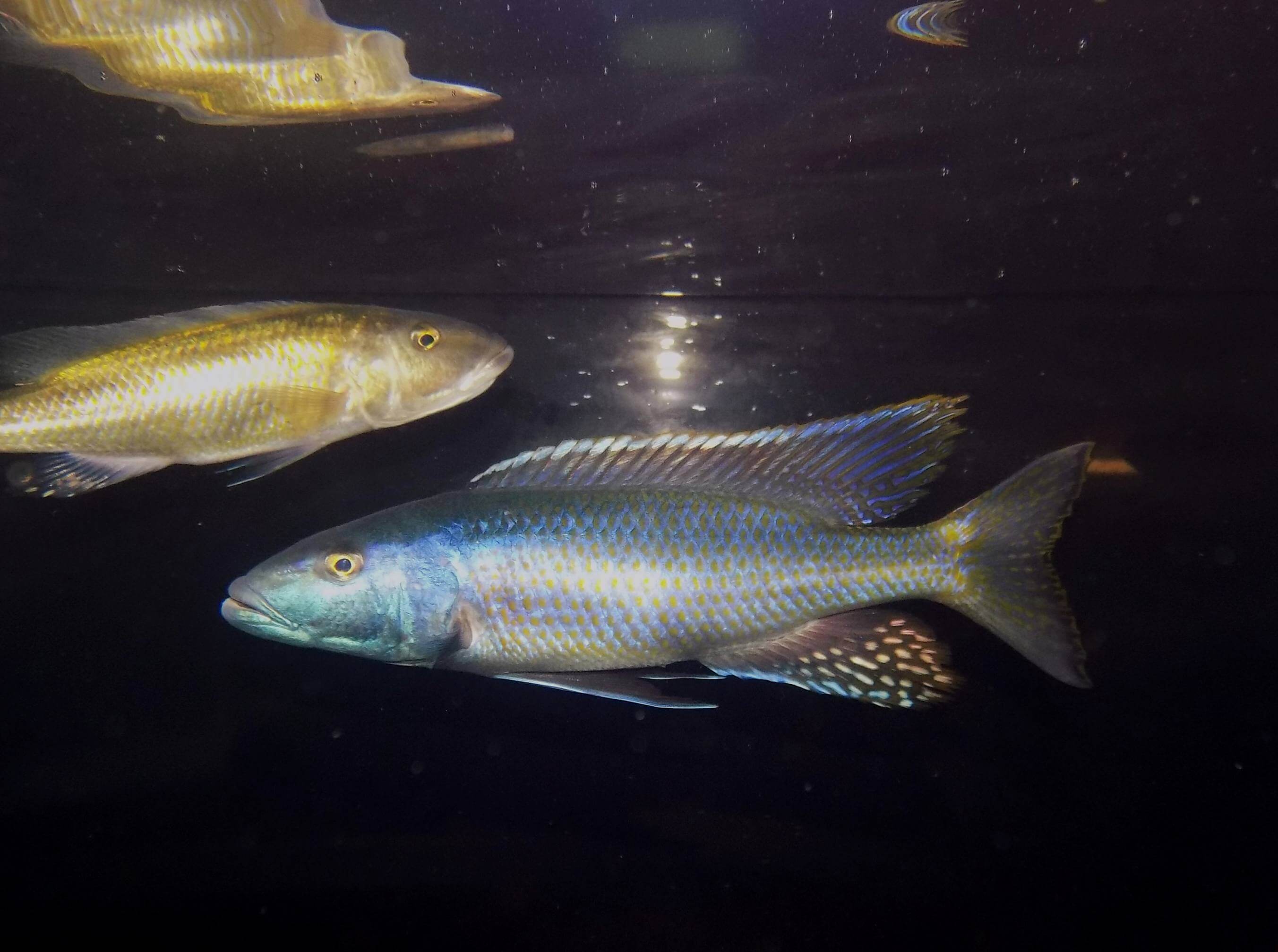 Champsochromis caeruleus samec a samice