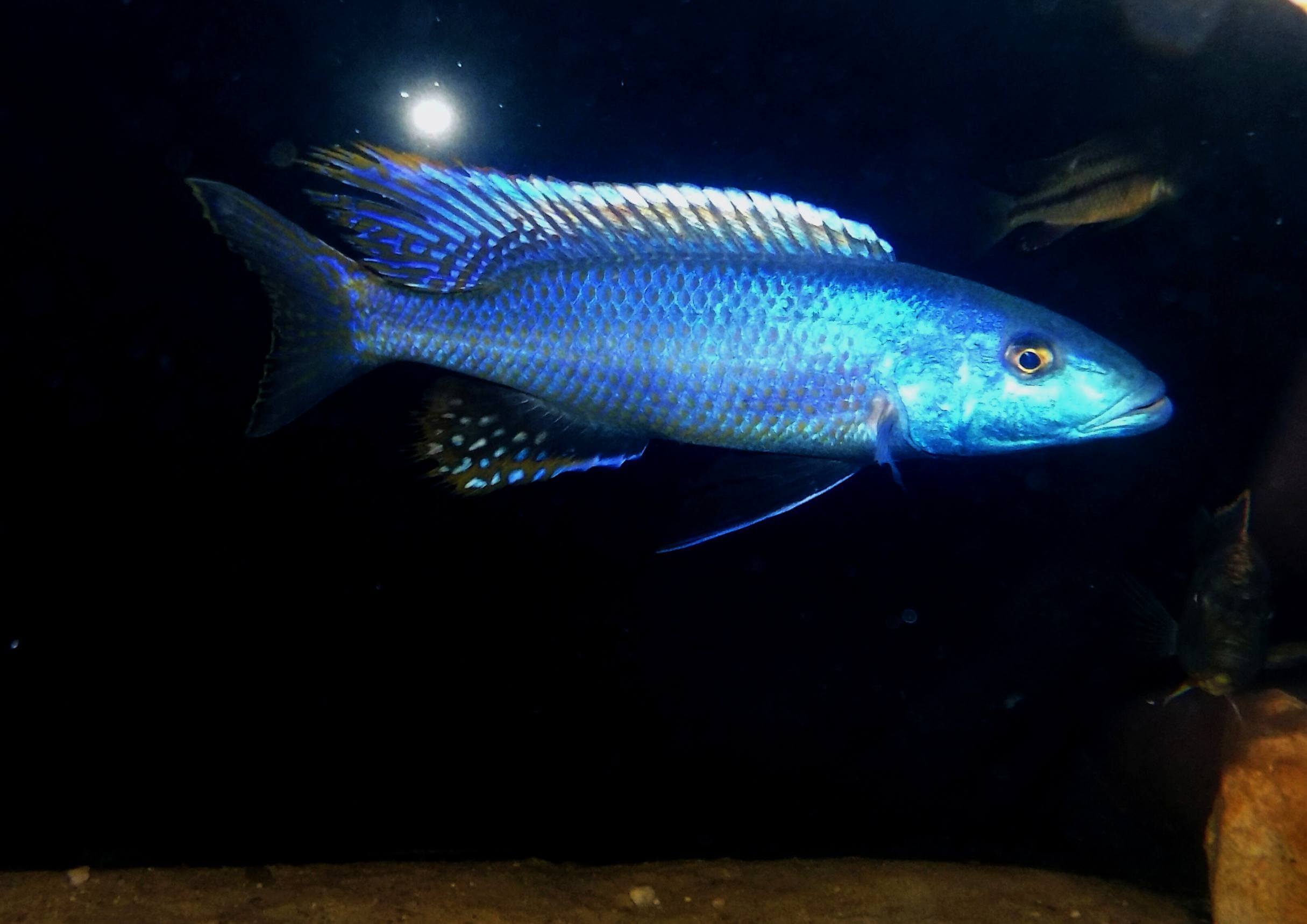 Champsochromis caeruleus samiec