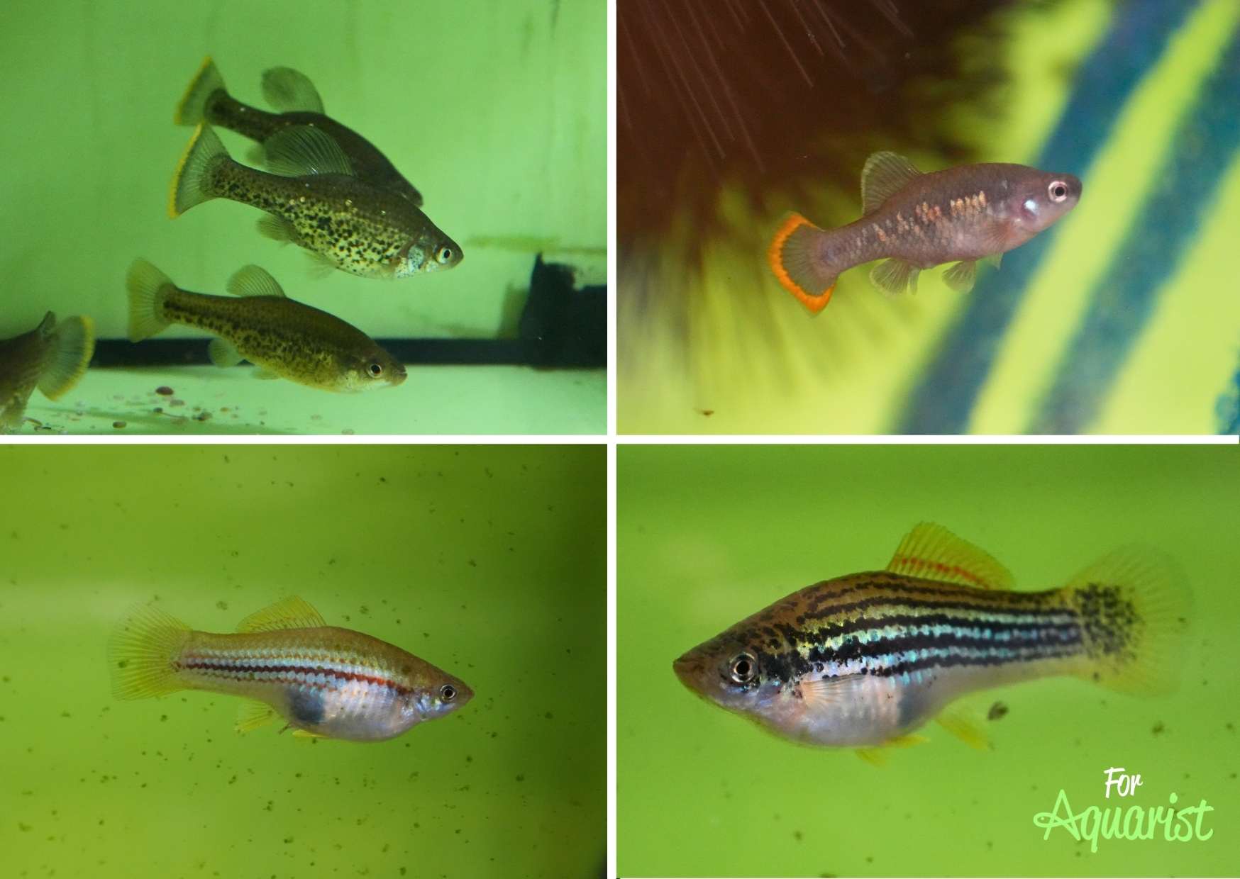 Chapalichthys pardalis, Zoogeneticus tequila, Xiphophorus montezumae, Xiphophorus Helleri Yucatan II