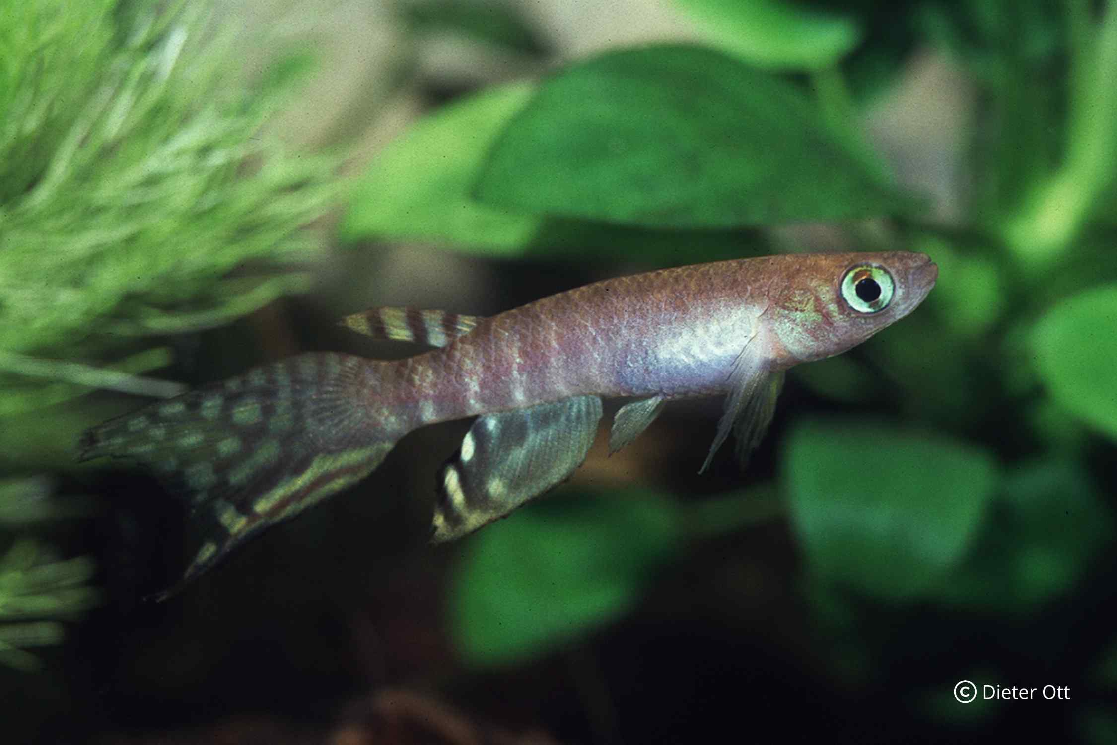 Pokud se samce a samice Aphyolebias peruensis oddělí na příliš dlouhou dobu, samice vyžene svá vejce.